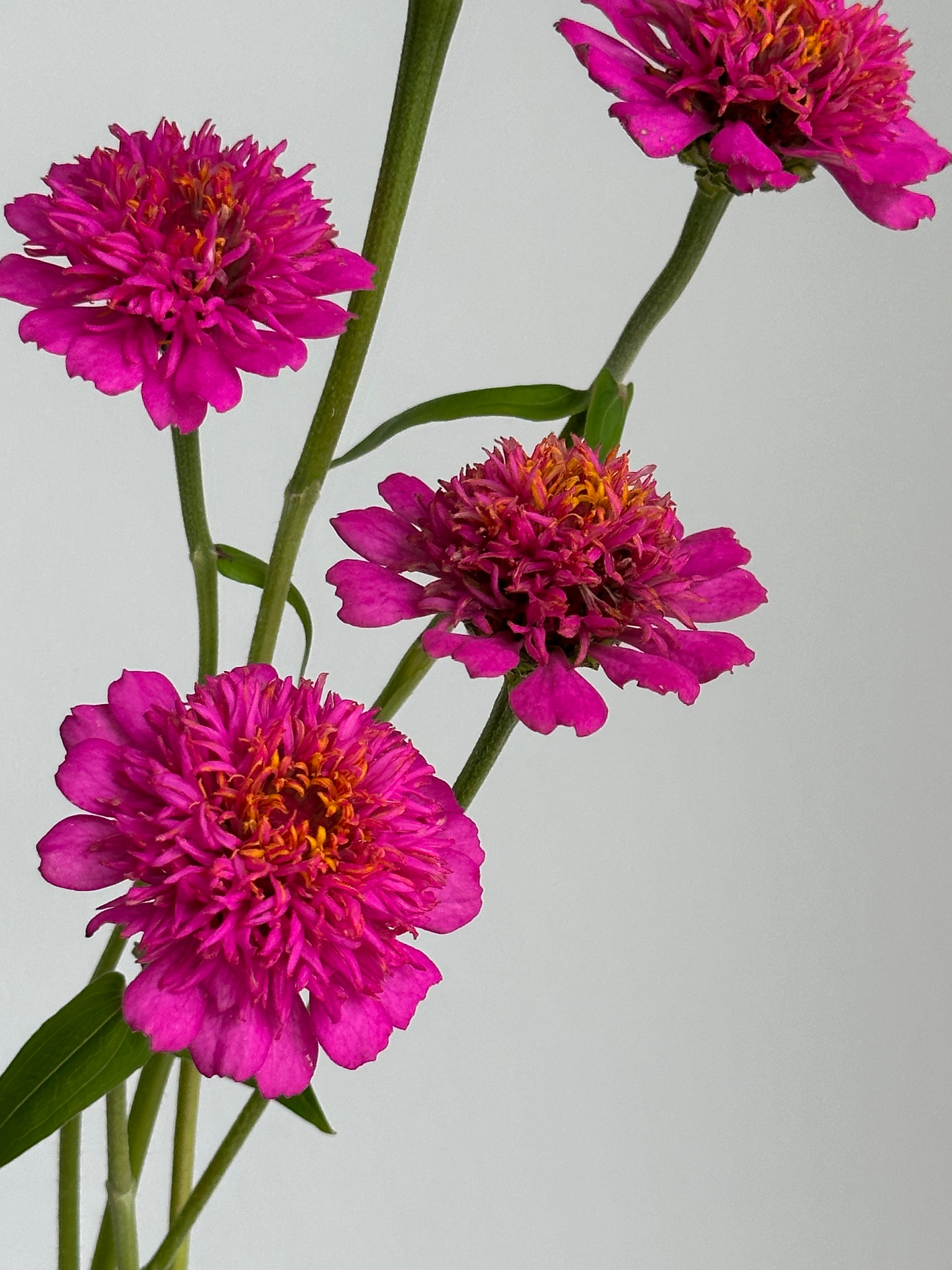 Zinnia Zinderella Purple