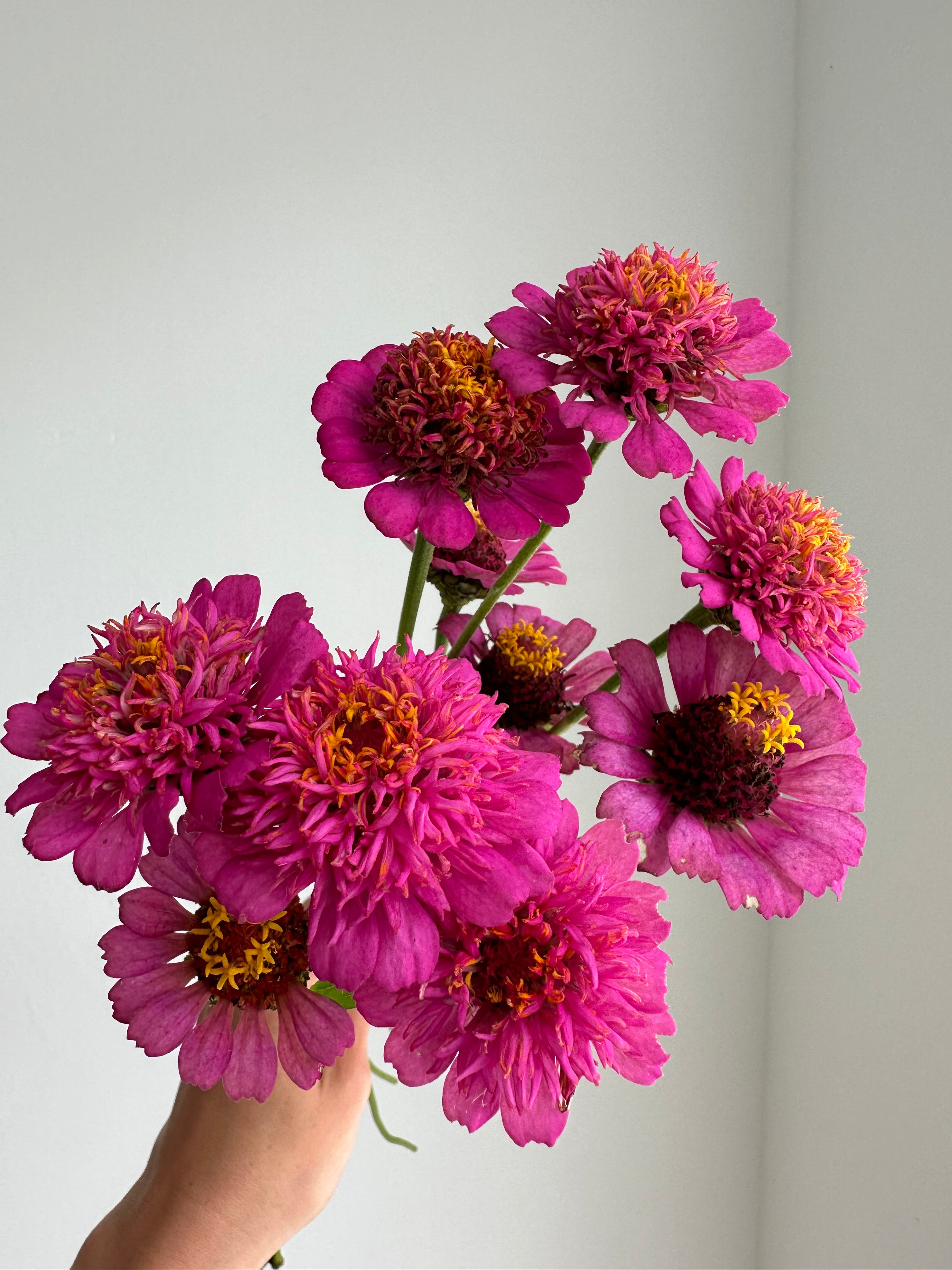 Zinnia Zinderella Purple