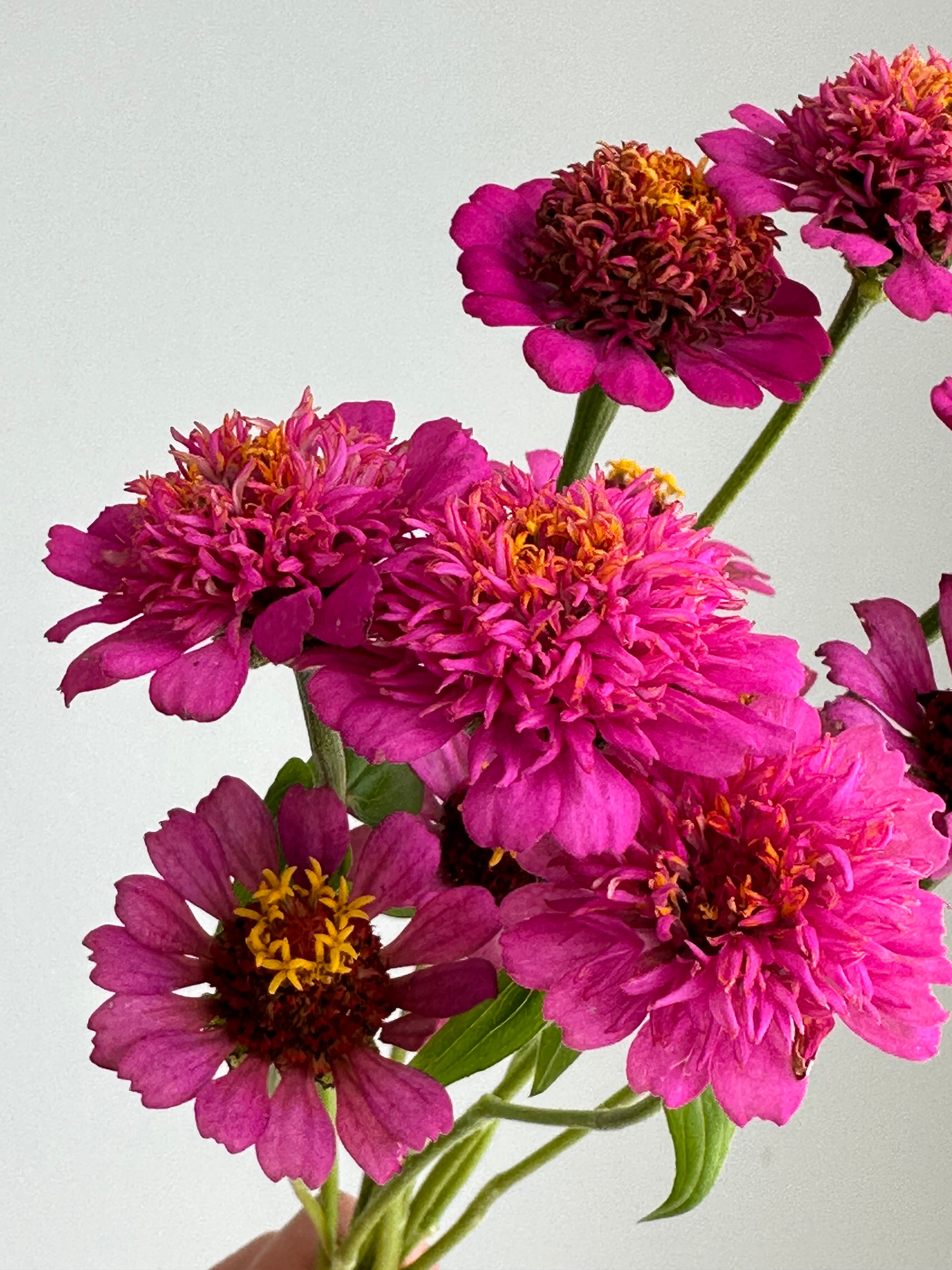 Zinnia Zinderella Purple
