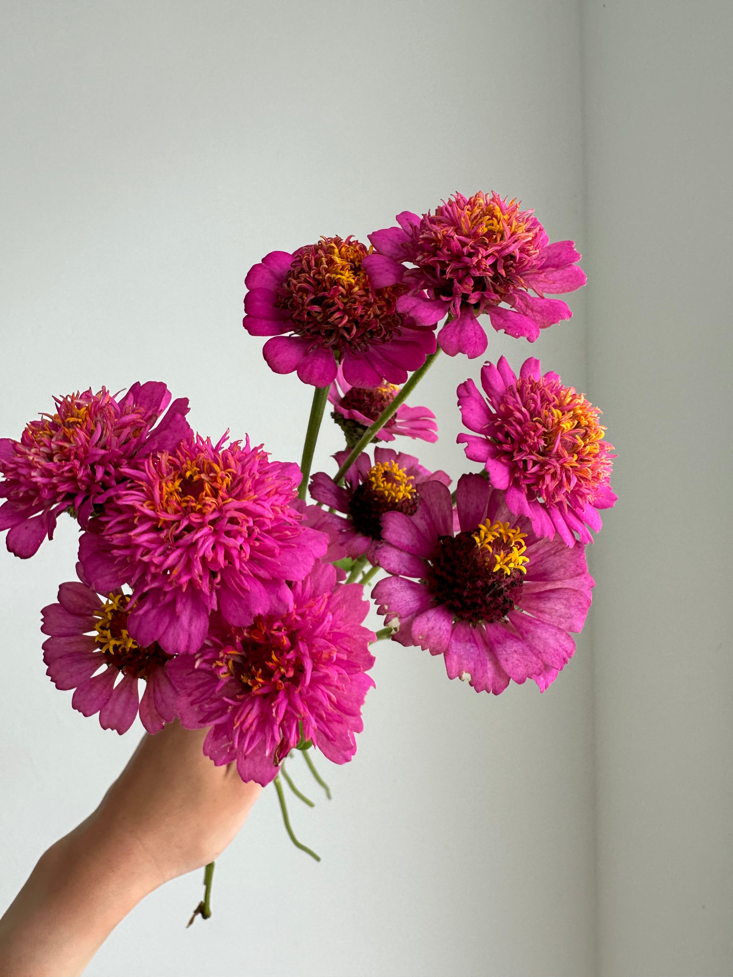 Zinnia Zinderella Purple