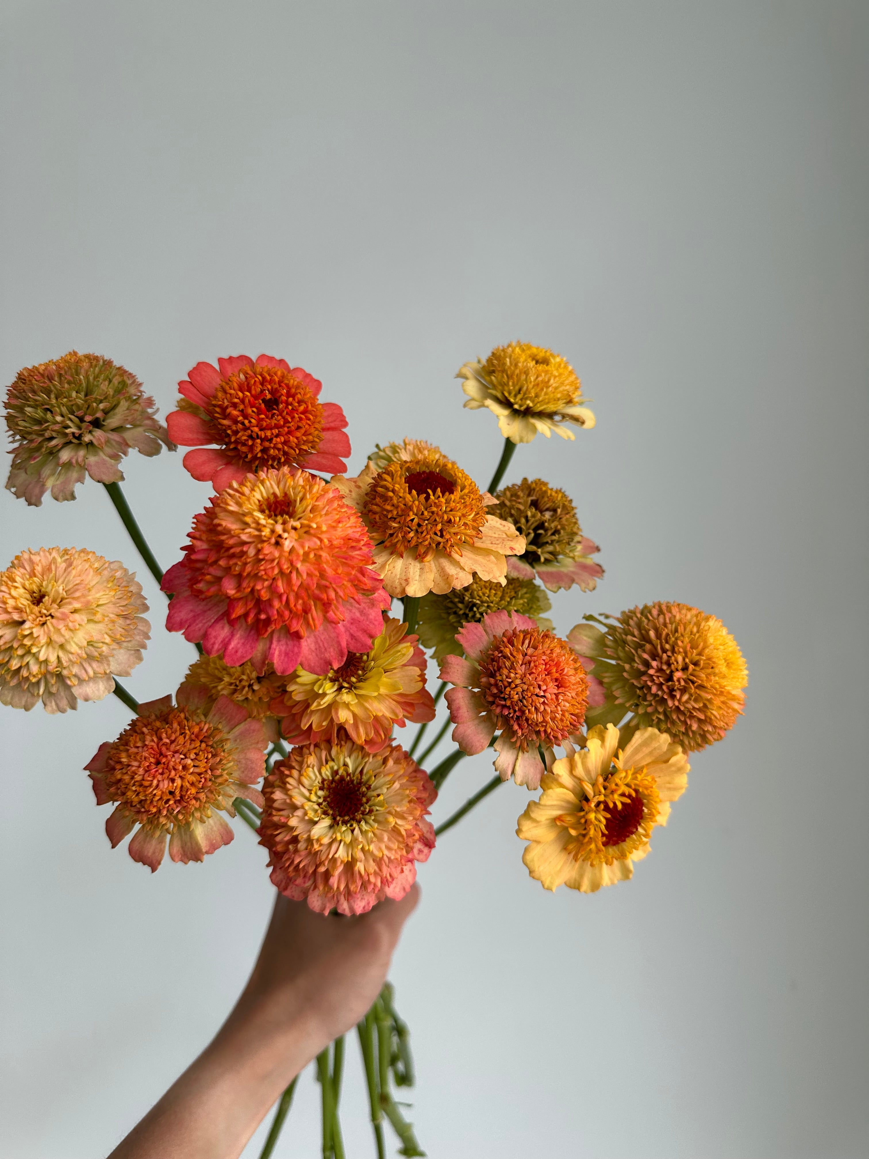 Zinnia Zinderella Peach