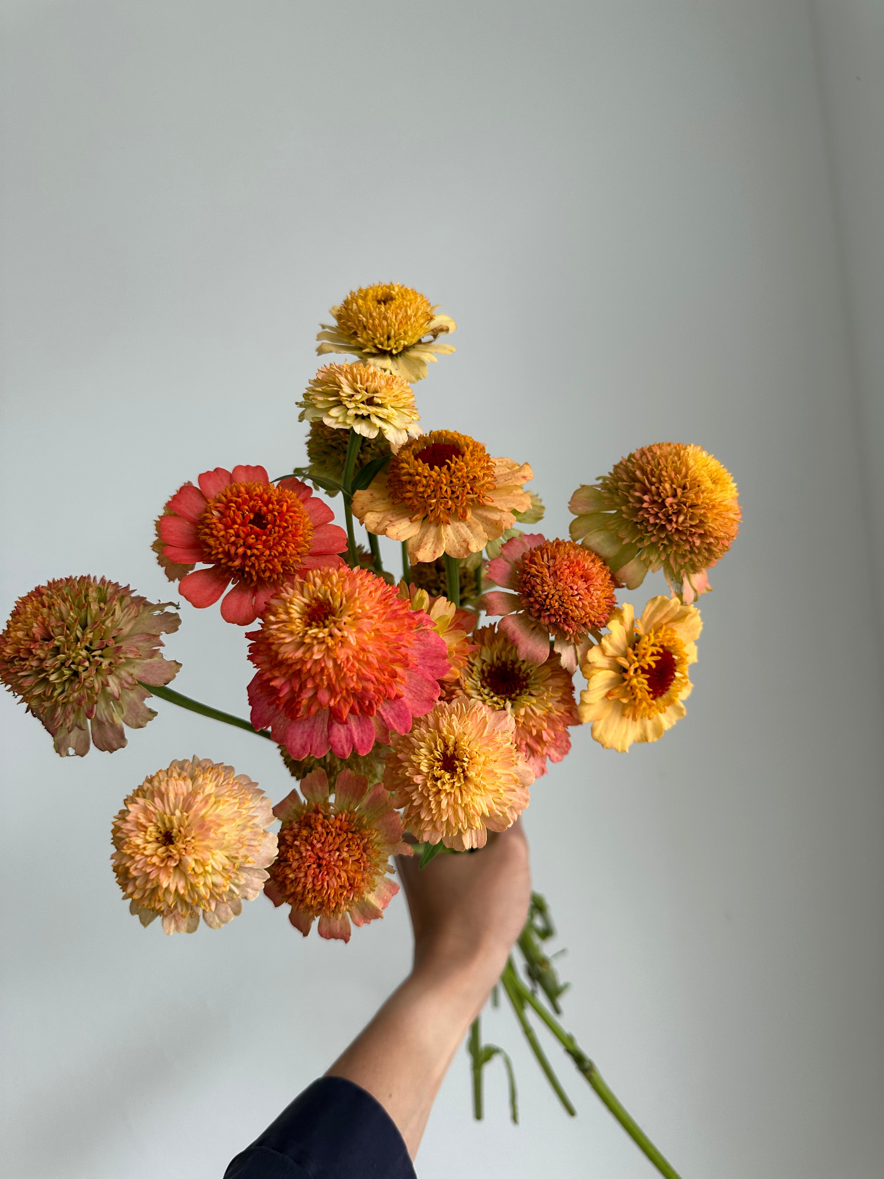 Zinnia Zinderella Peach