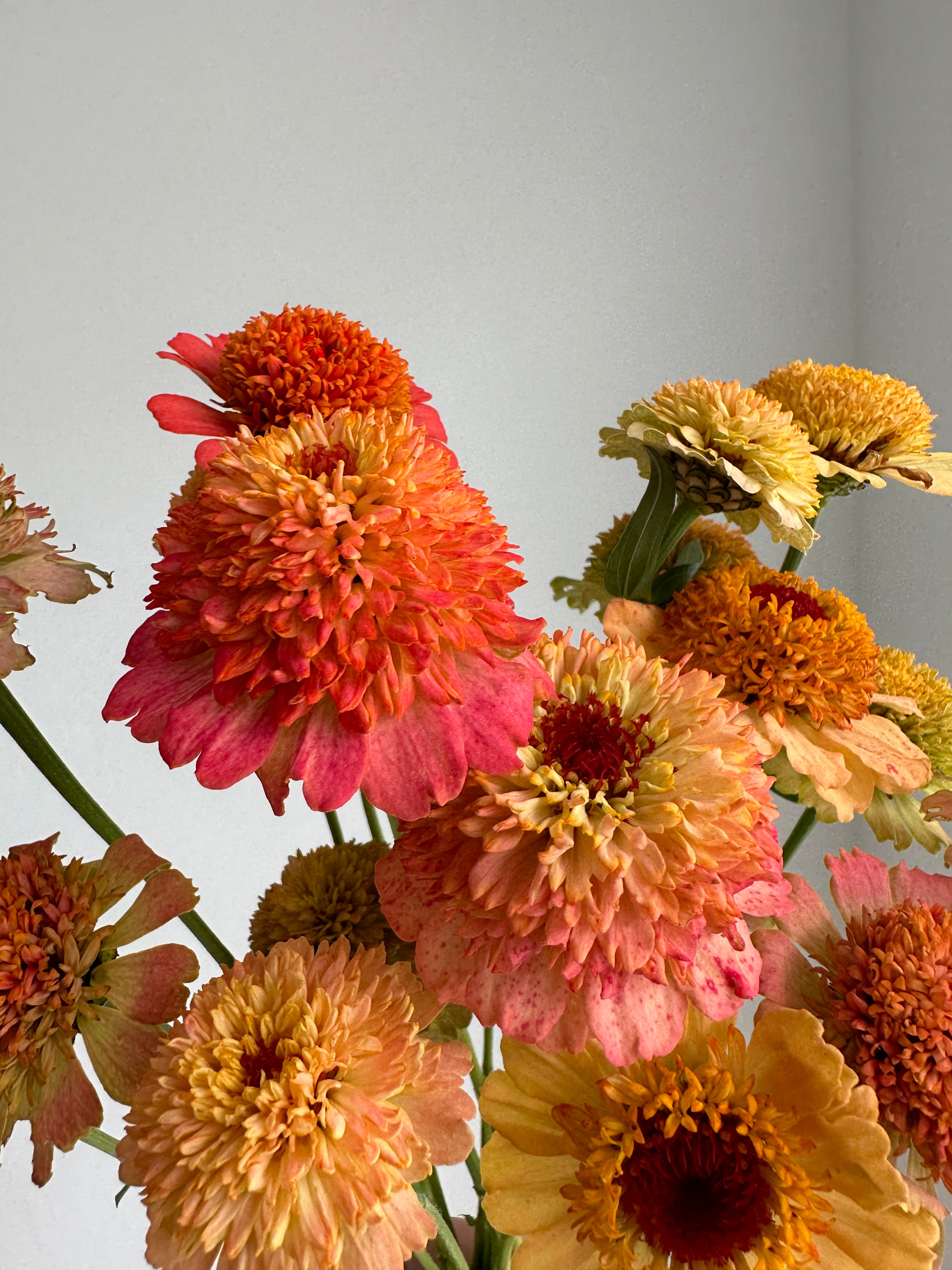 Zinnia Zinderella Peach