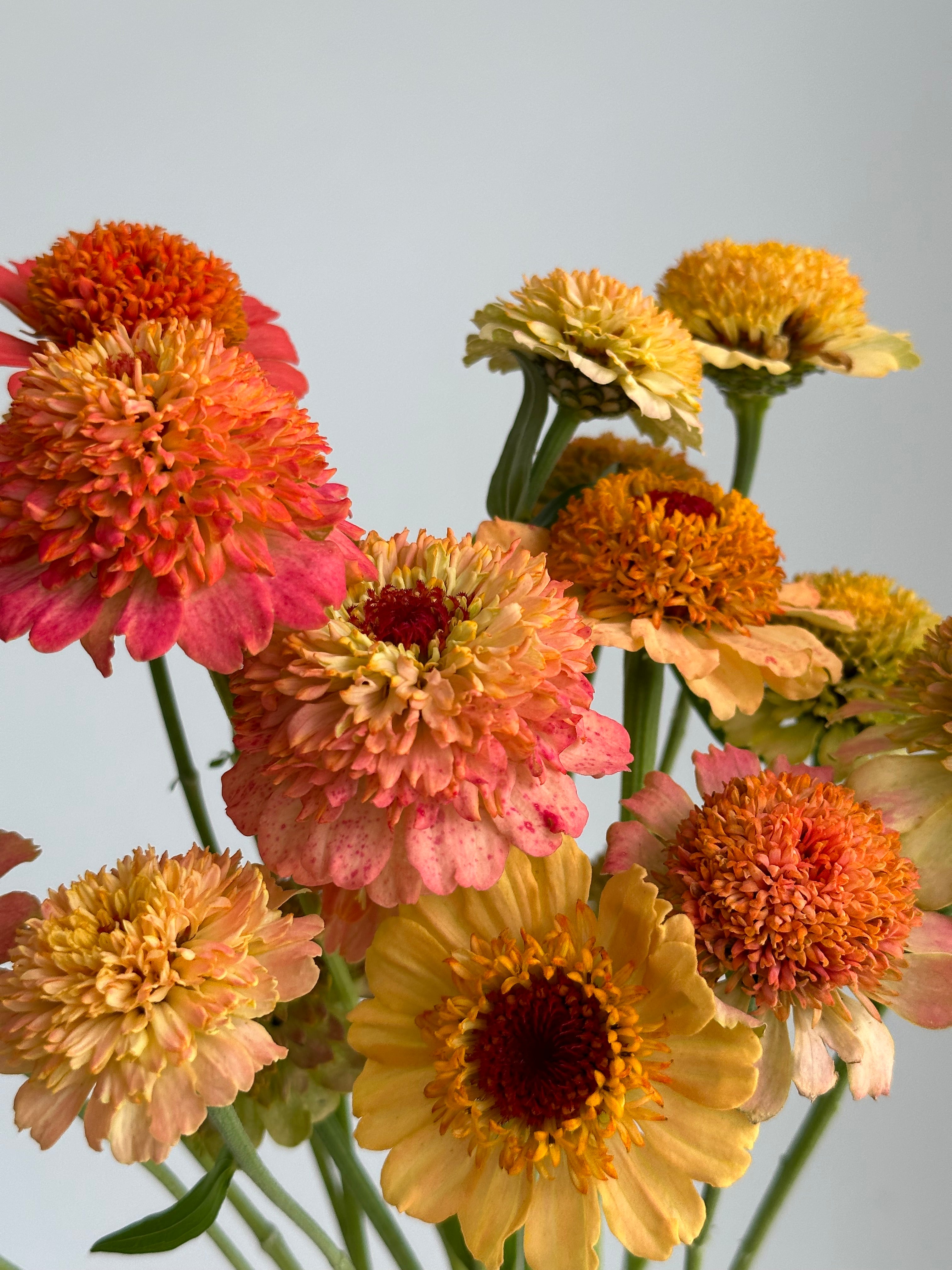 Zinnia Zinderella Peach