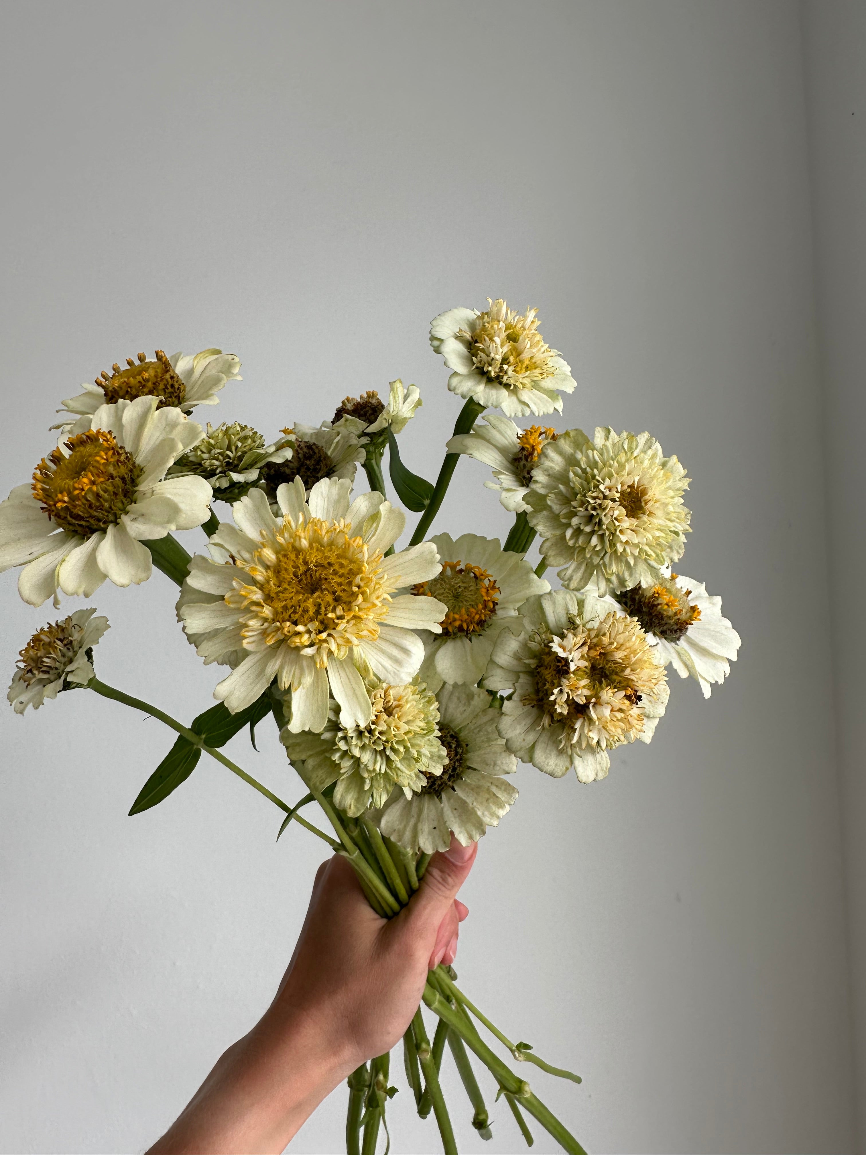 Zinnia Zinderella White