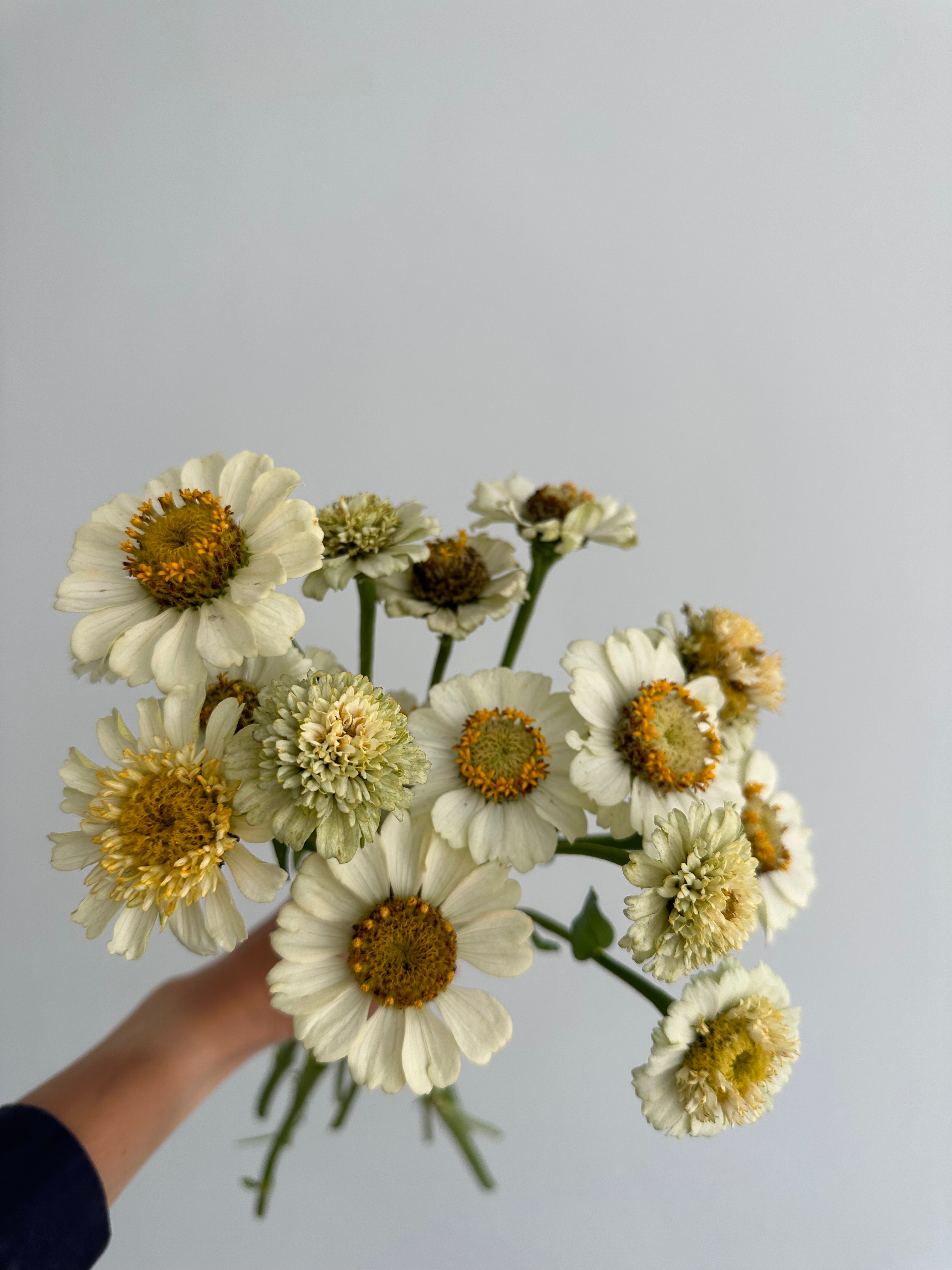 Zinnia Zinderella White