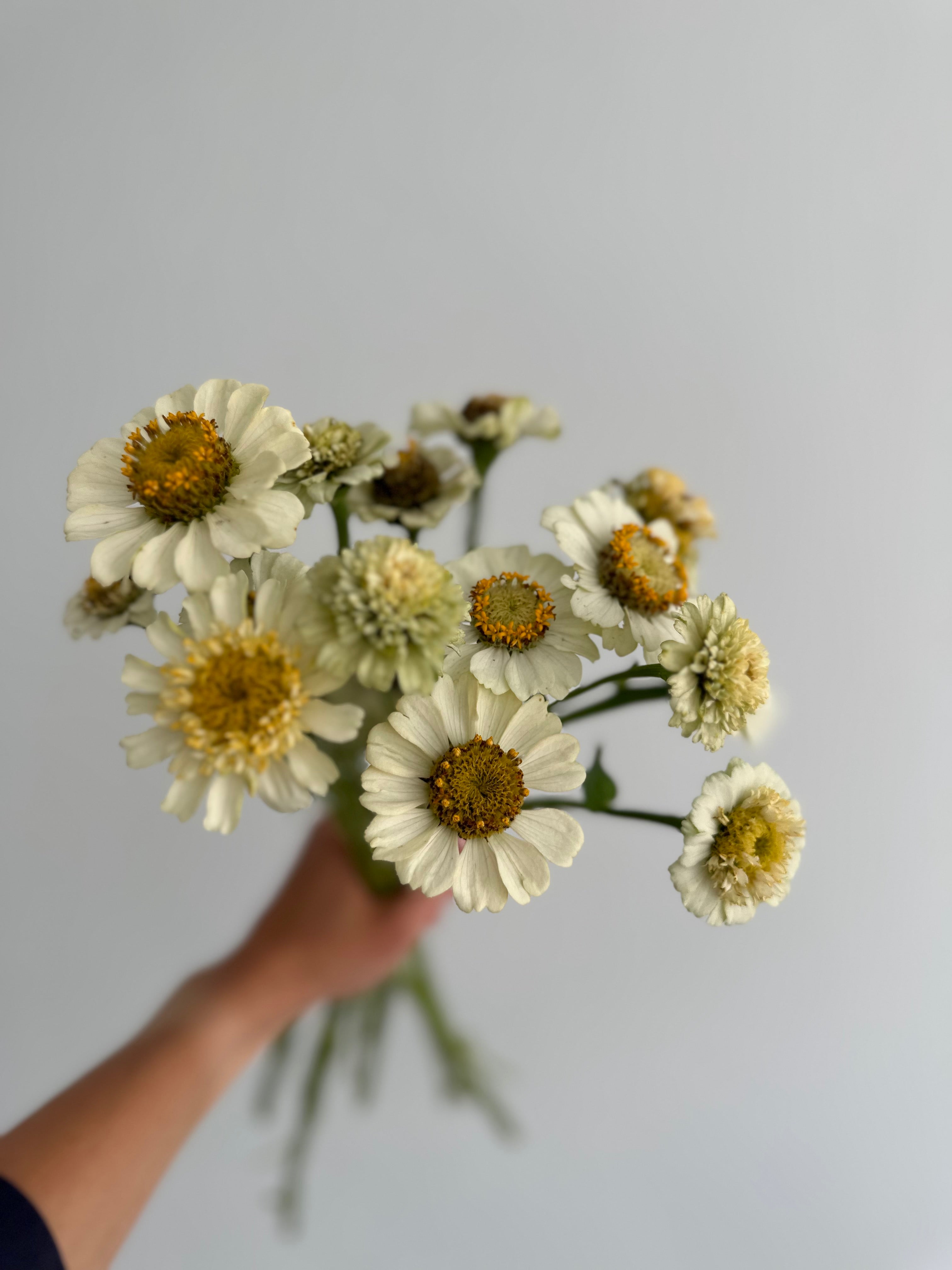 Zinnia Zinderella White