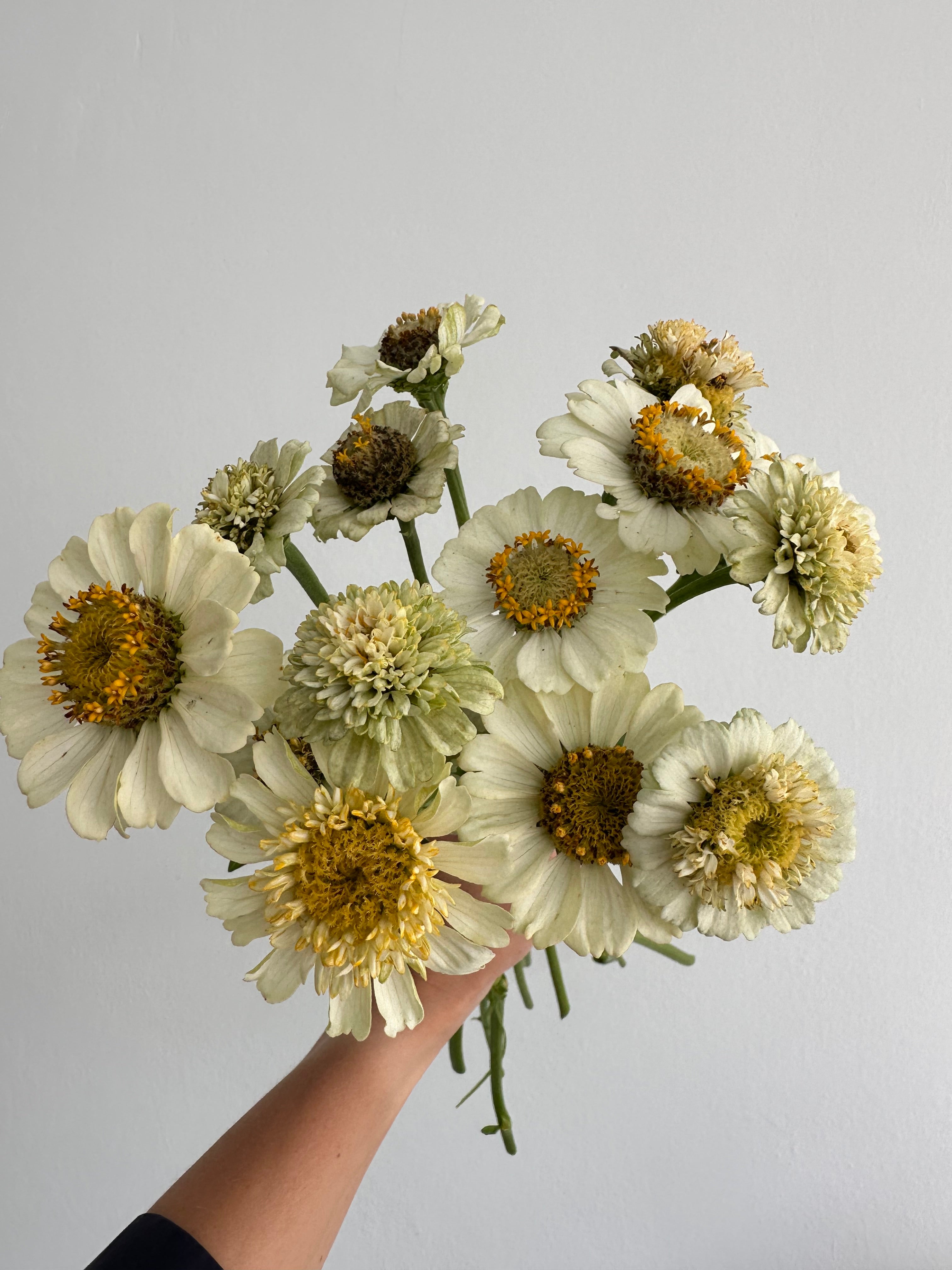 Zinnia Zinderella White