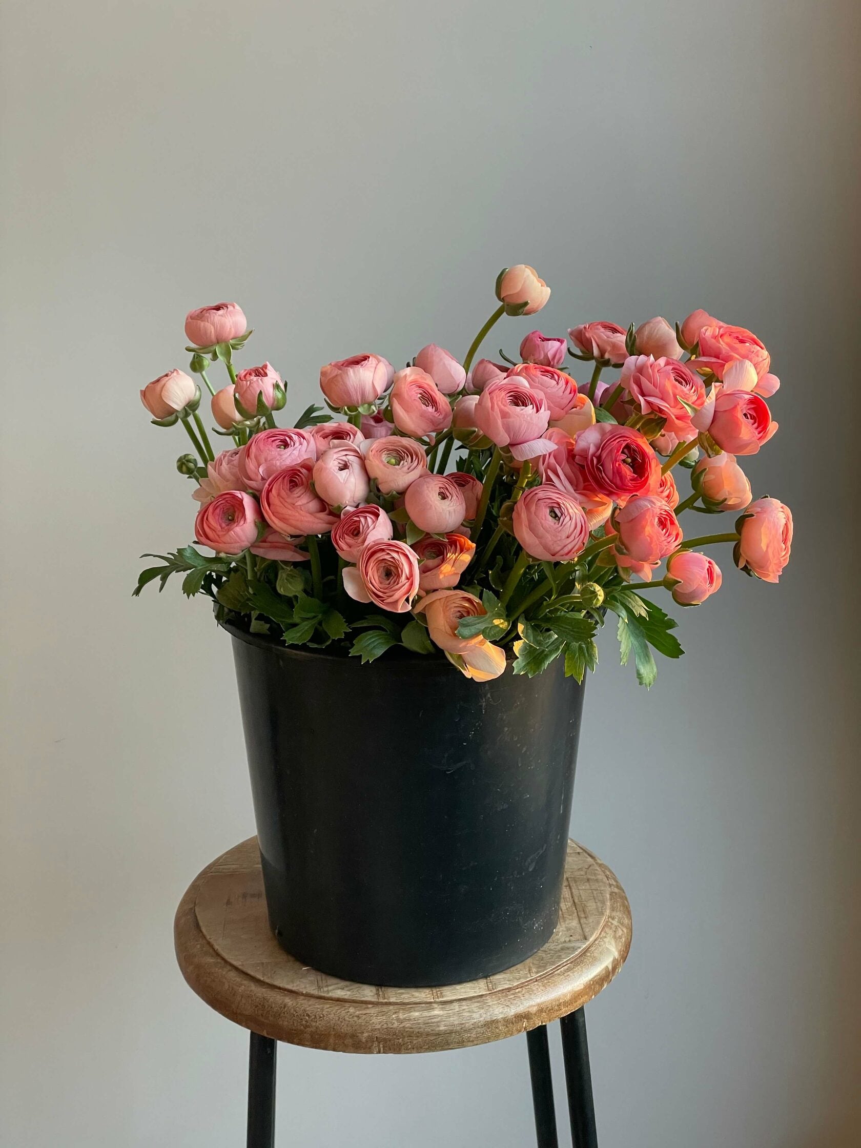 Ranunculus Salmon