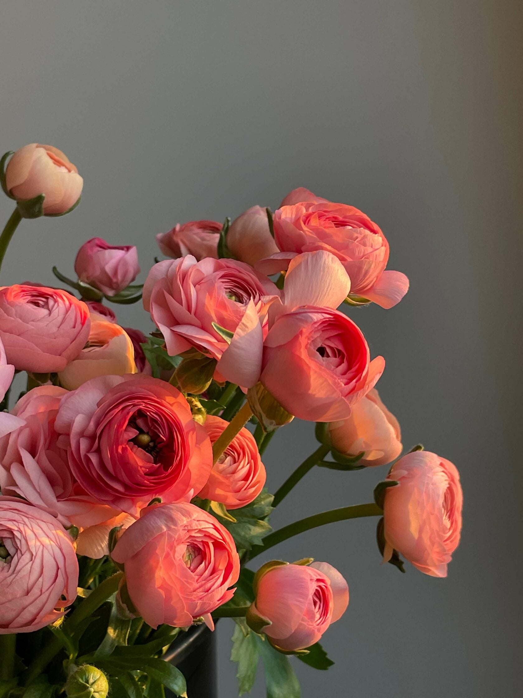 Ranunculus Salmon