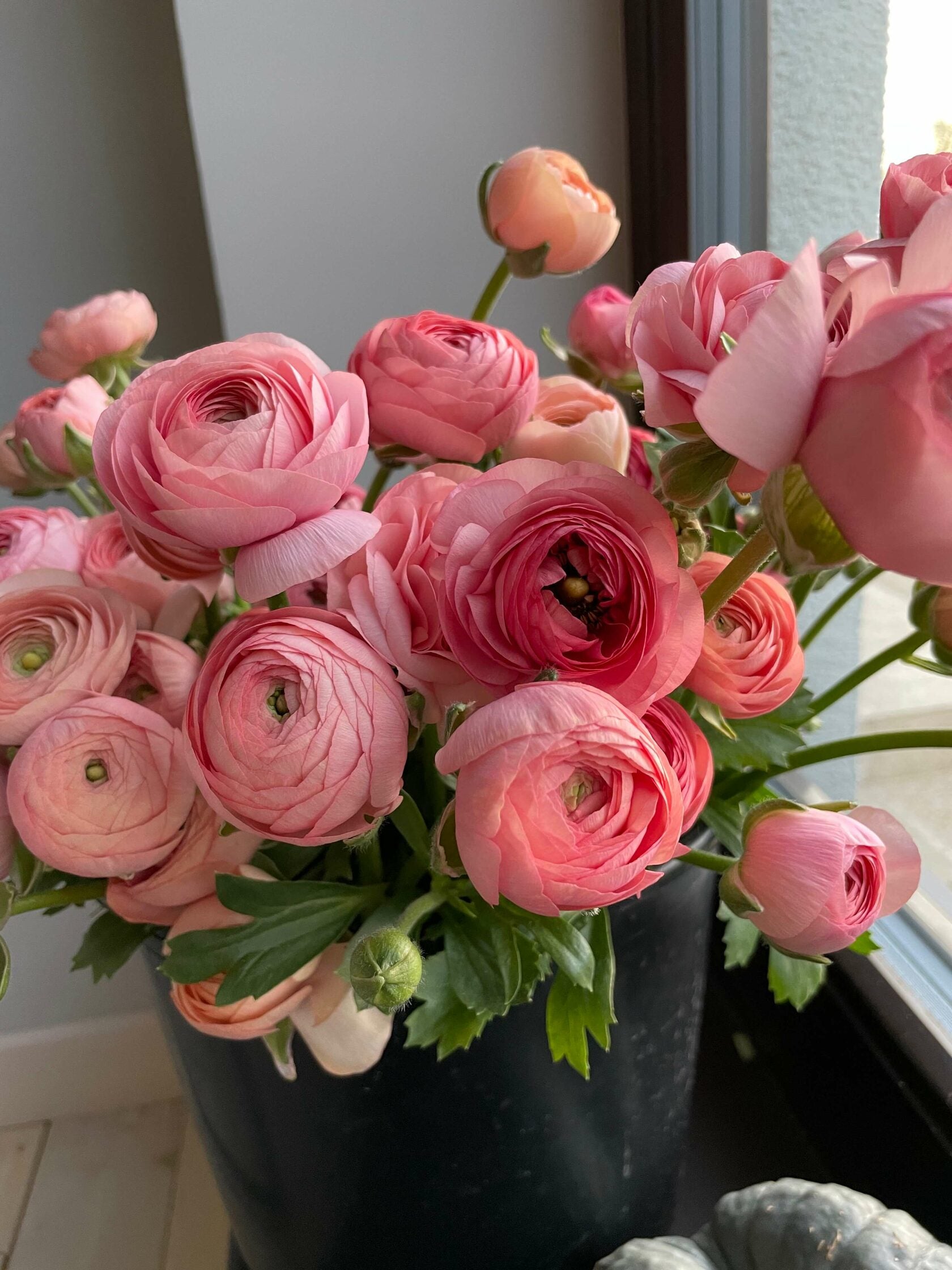 Ranunculus Salmon