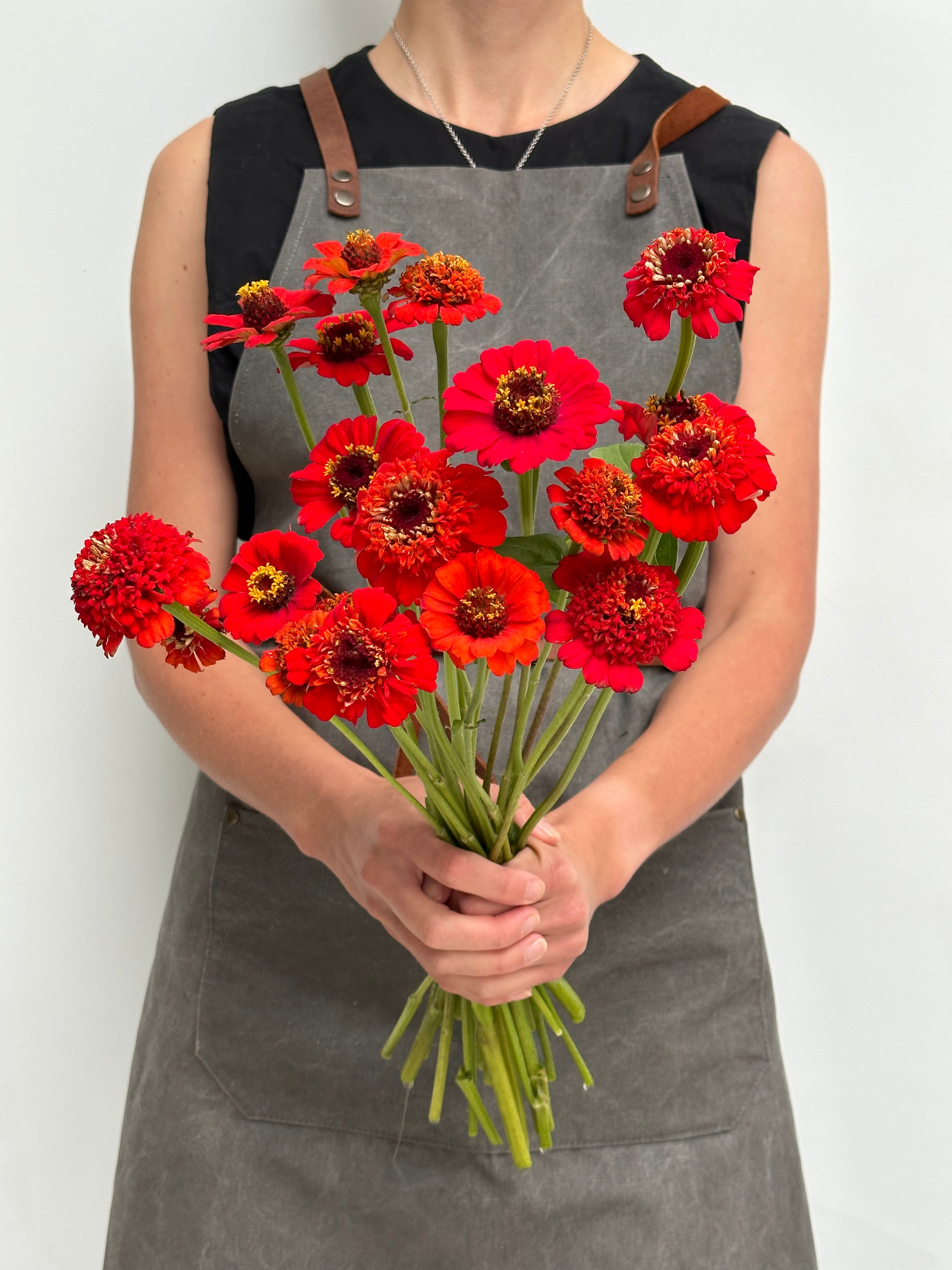 Zinnia Zinderella Red