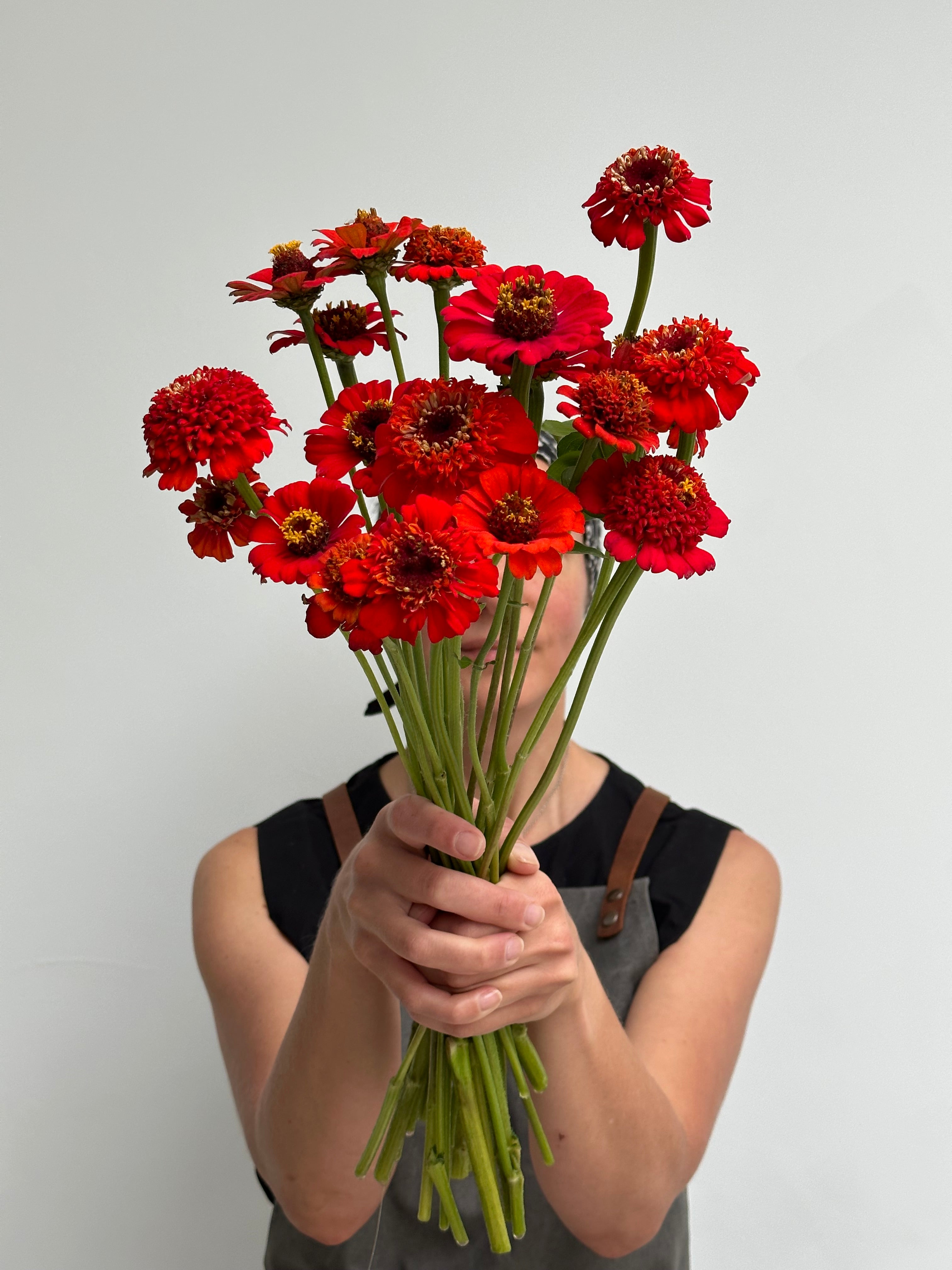 Zinnia Zinderella Red