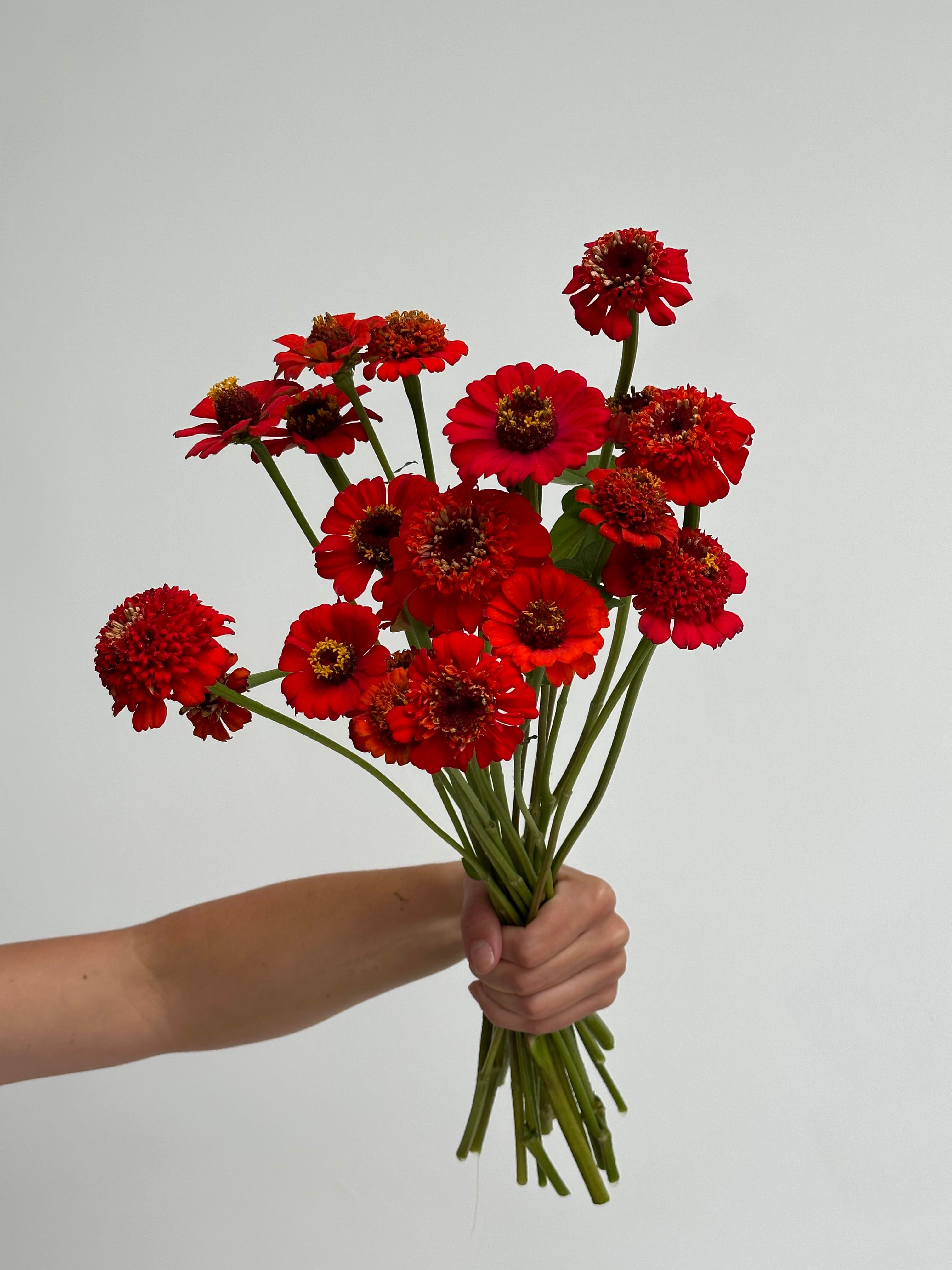 Zinnia Zinderella Red