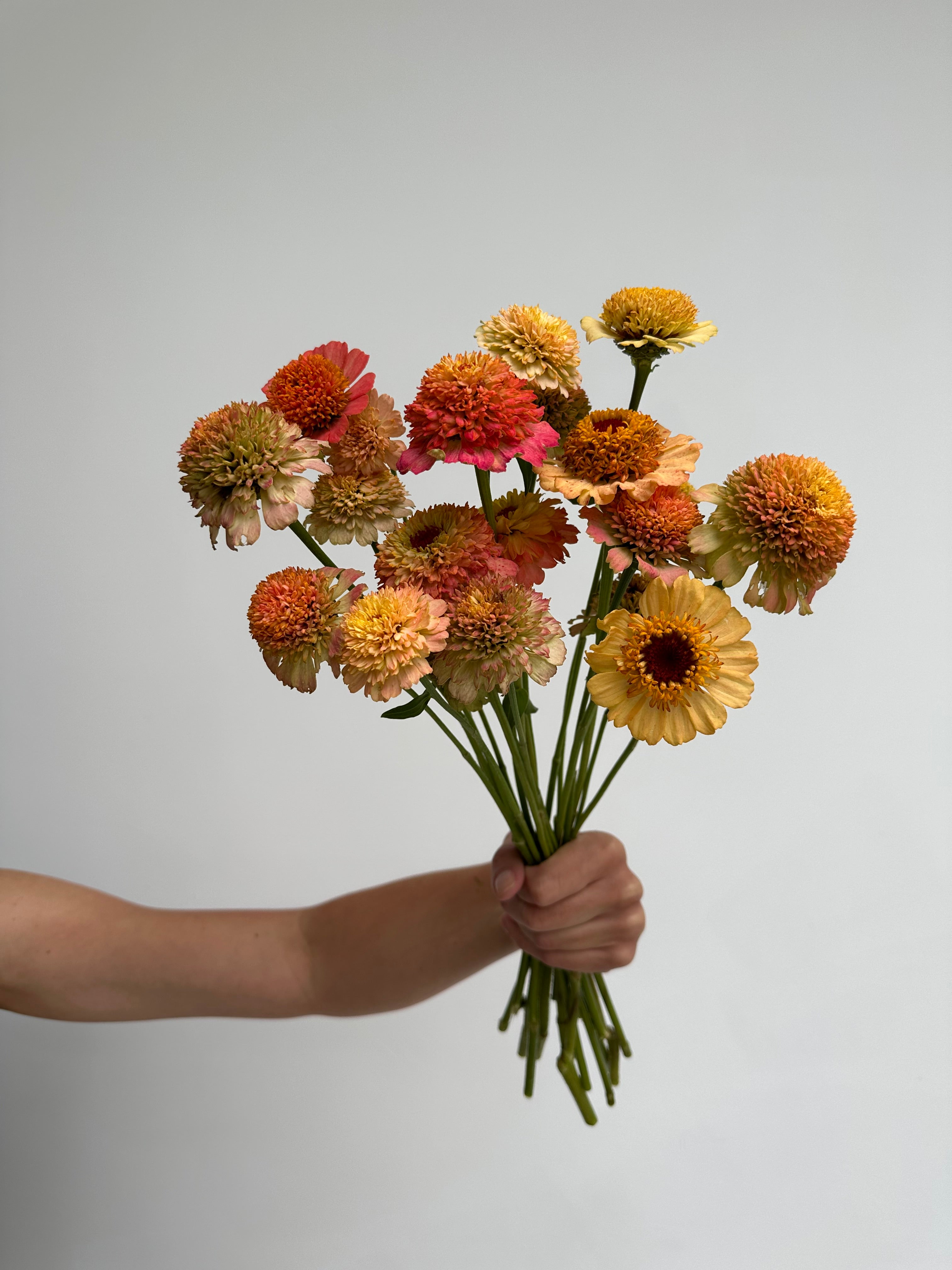 Zinnia Zinderella Peach