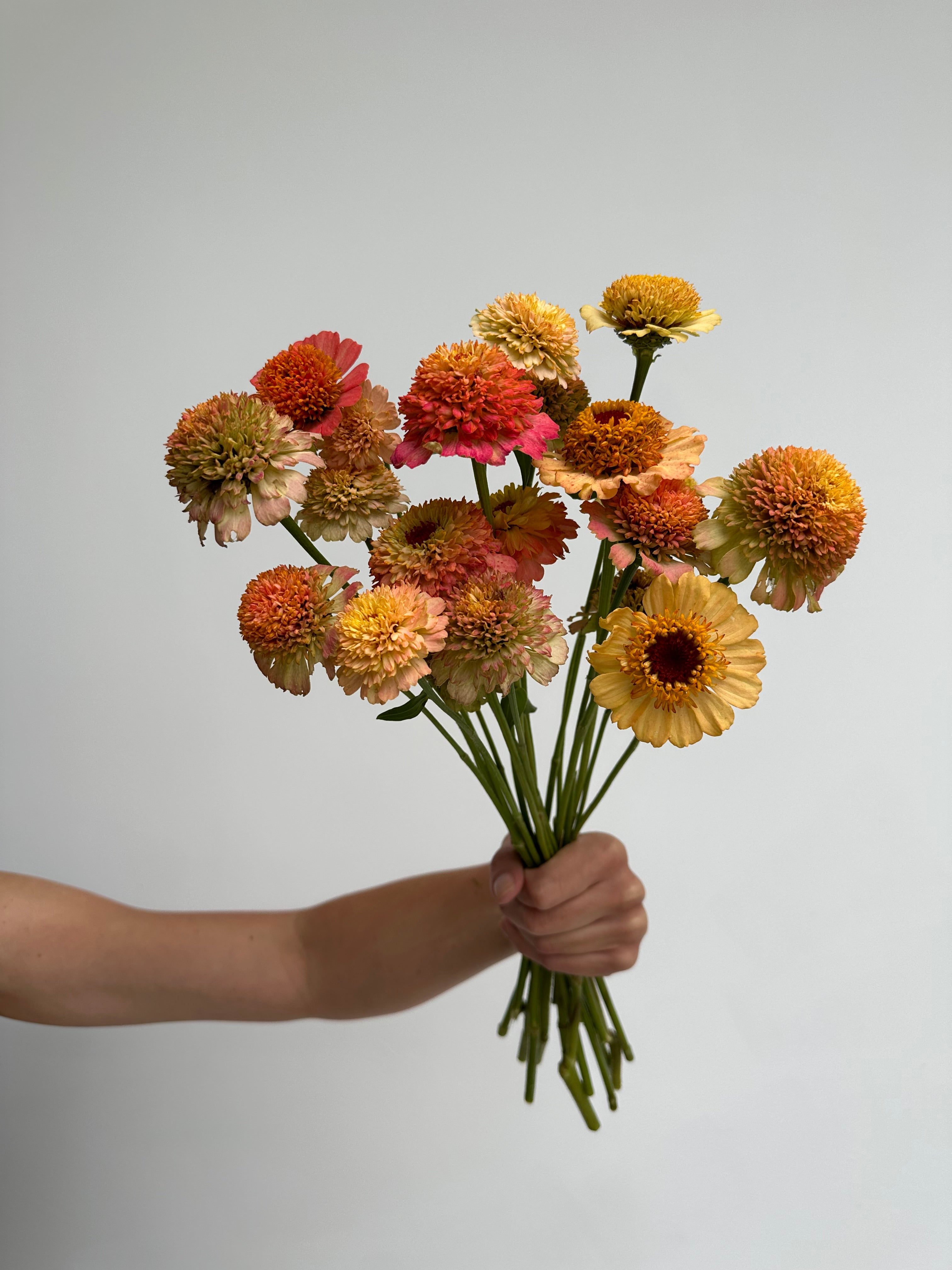 Zinnia Zinderella Orange