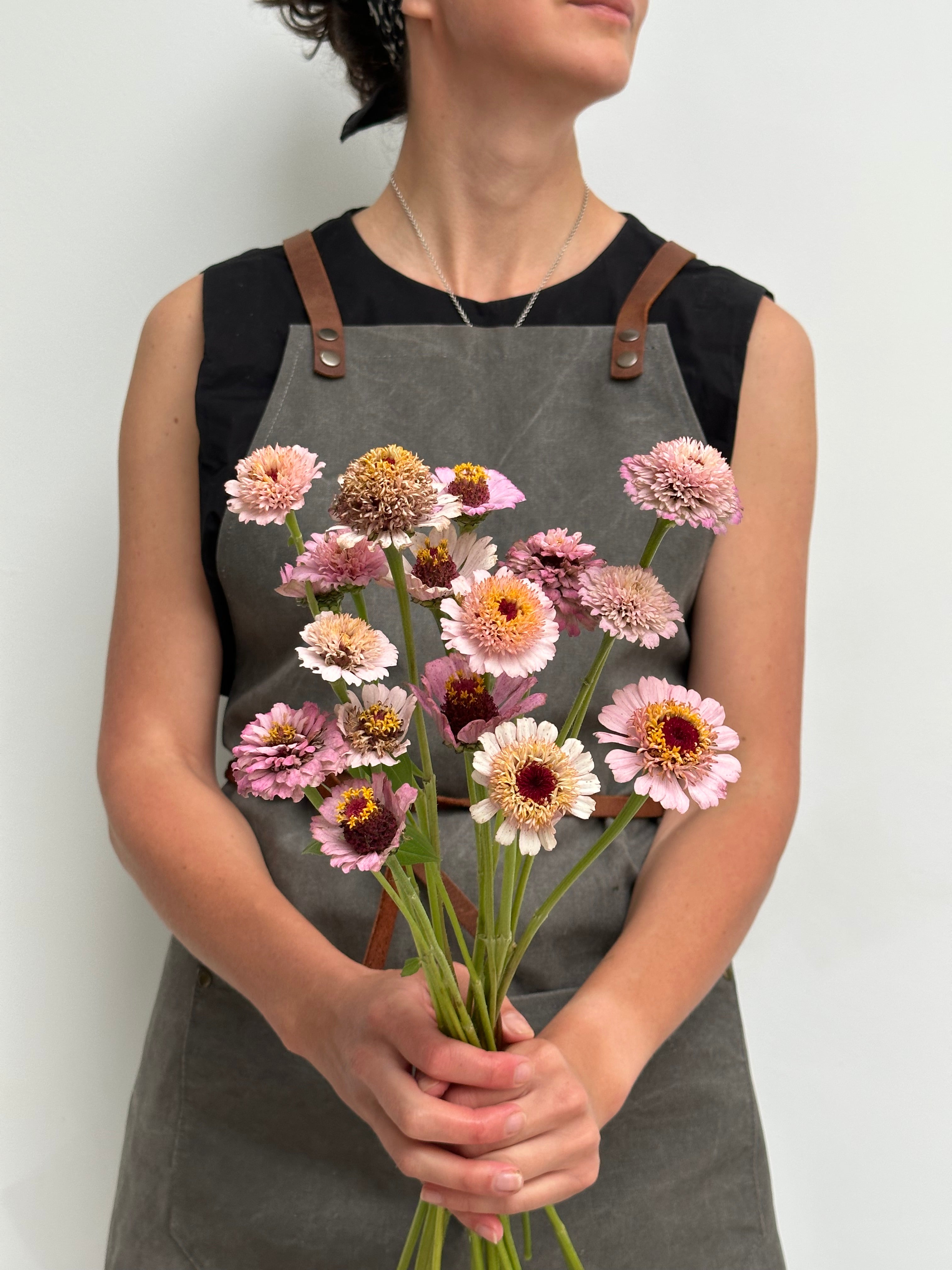 Zinnia Zinderella Lilac