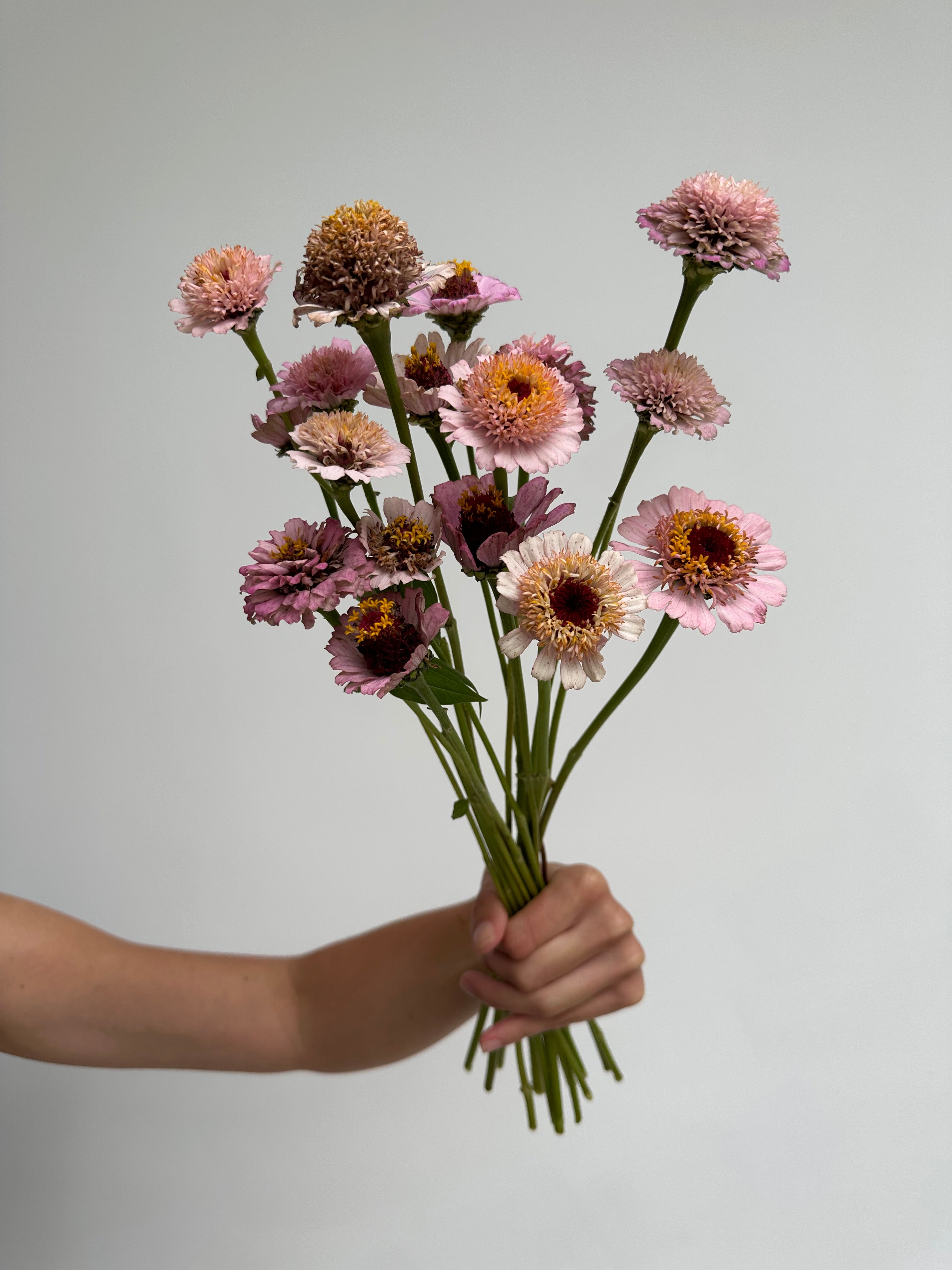 Zinnia Zinderella Lilac