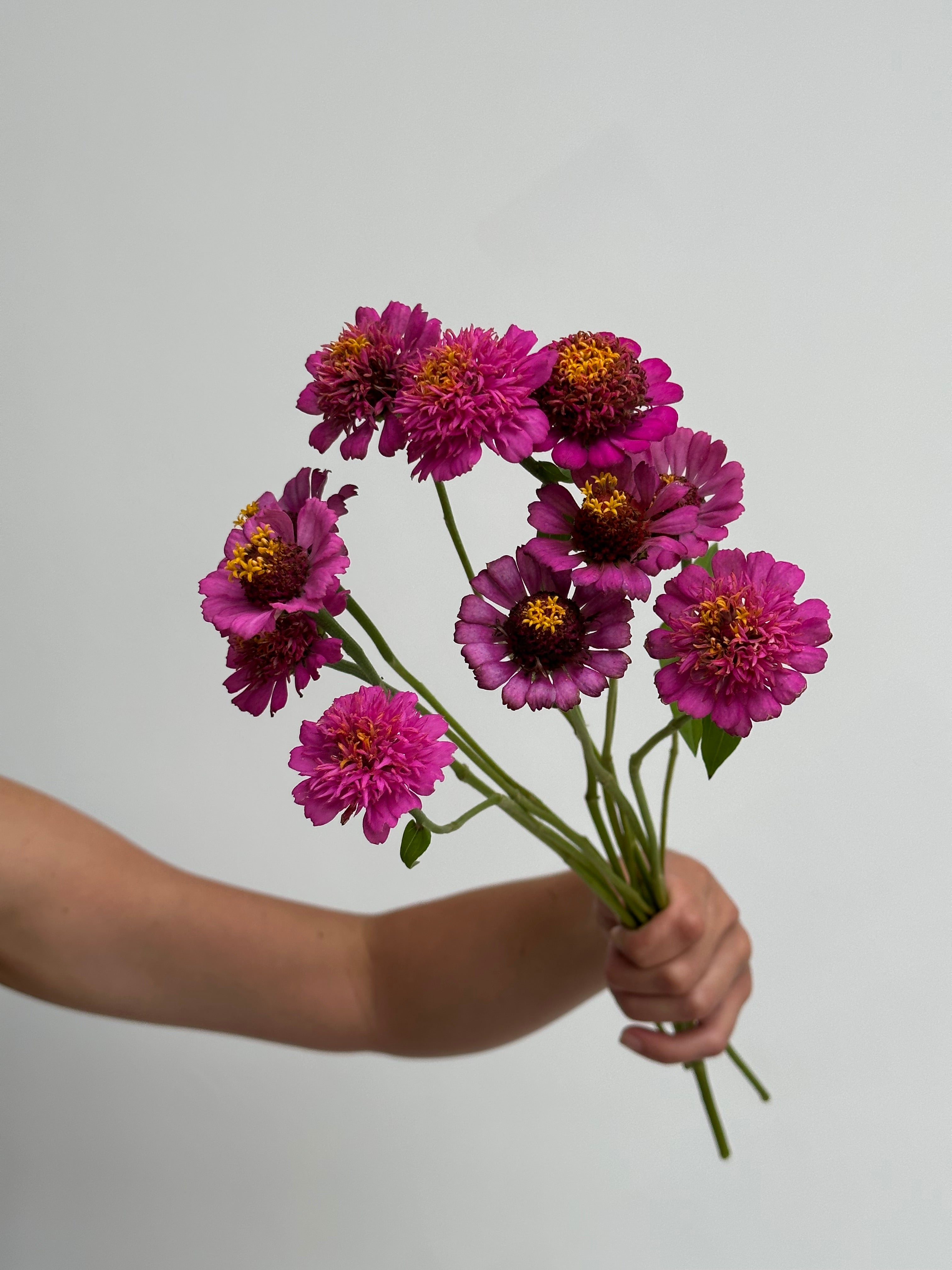 Zinnia Zinderella Purple