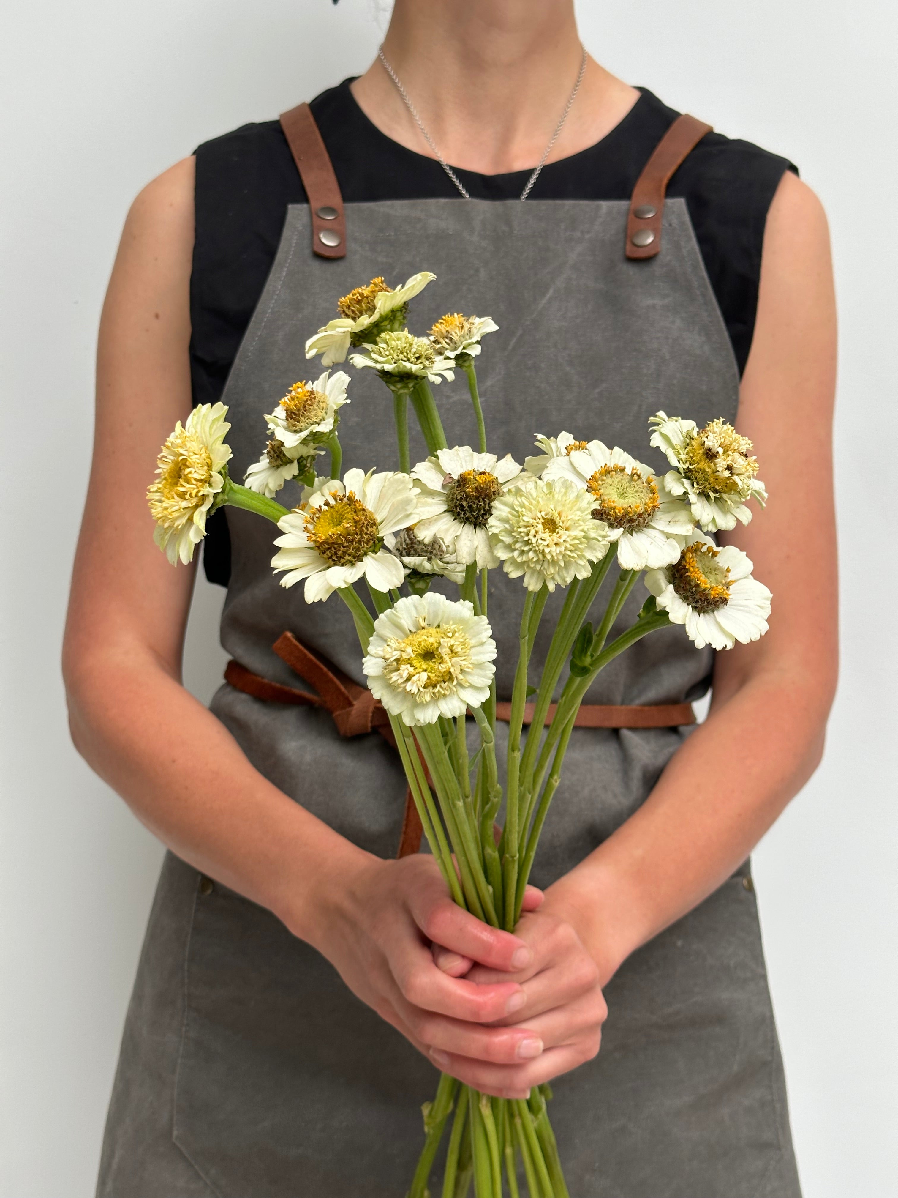 Zinnia Zinderella White