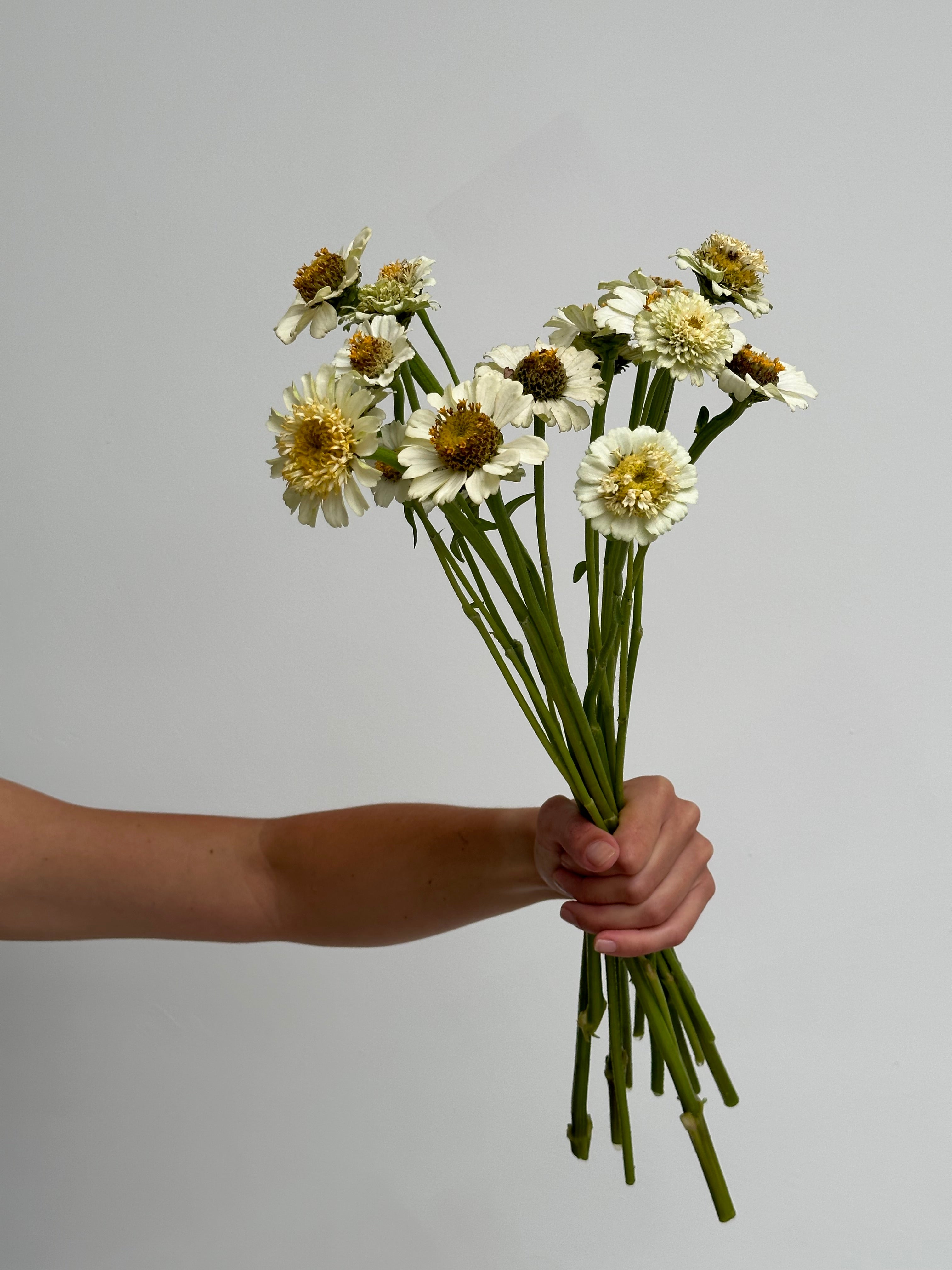 Zinnia Zinderella White