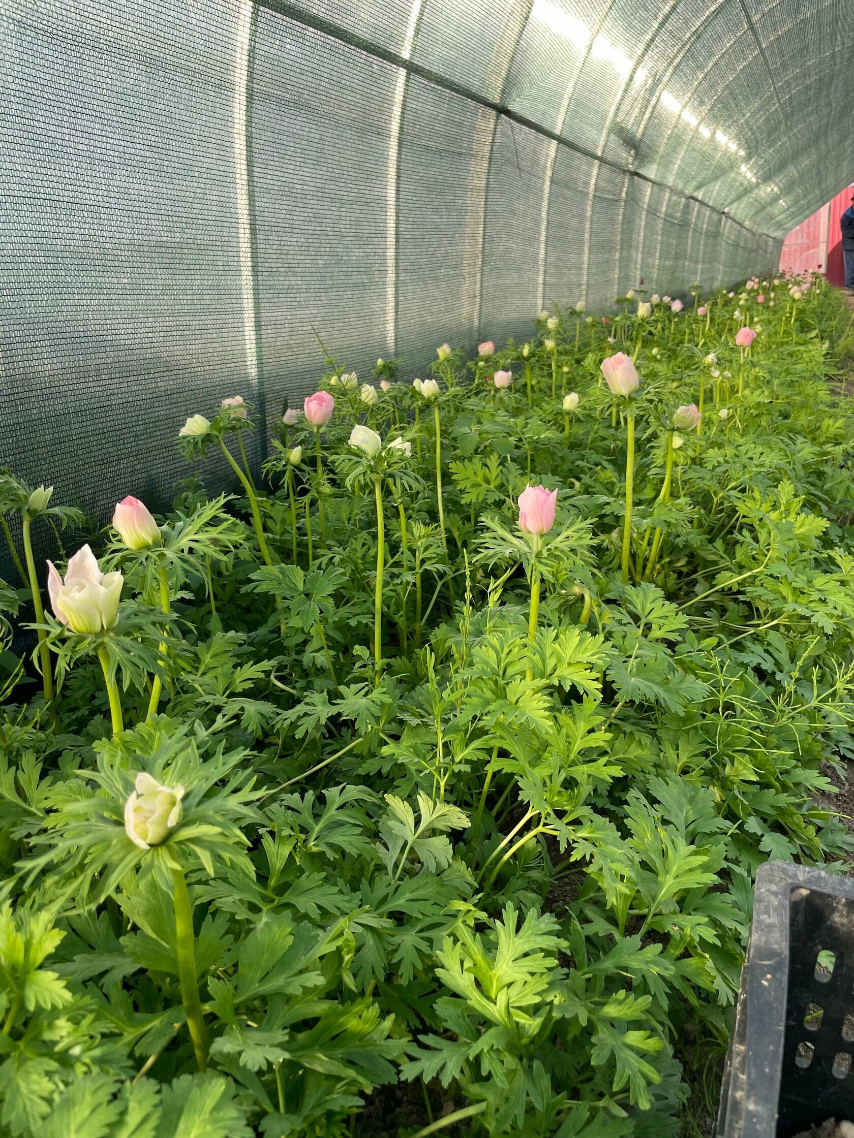 Anemone Mistral Rosa Chiaro