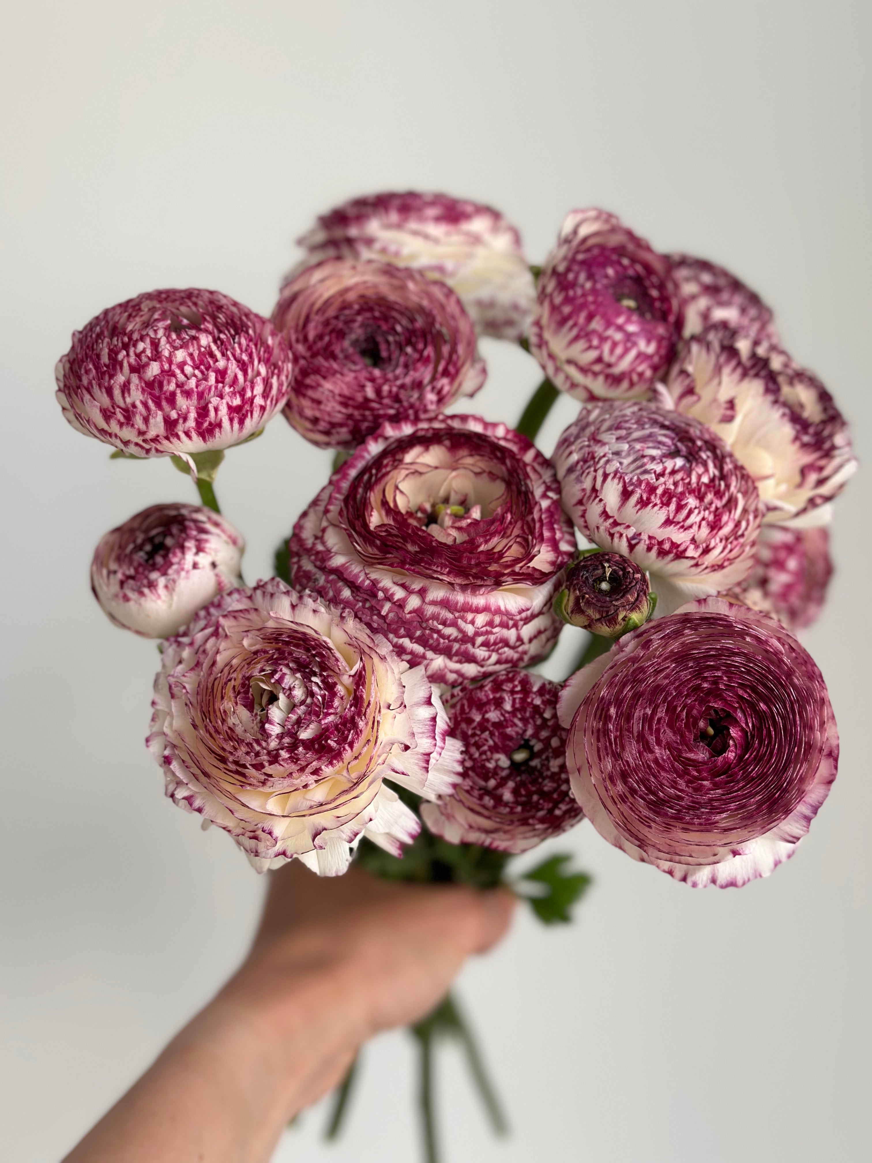 Ranunculus Bianco Striato