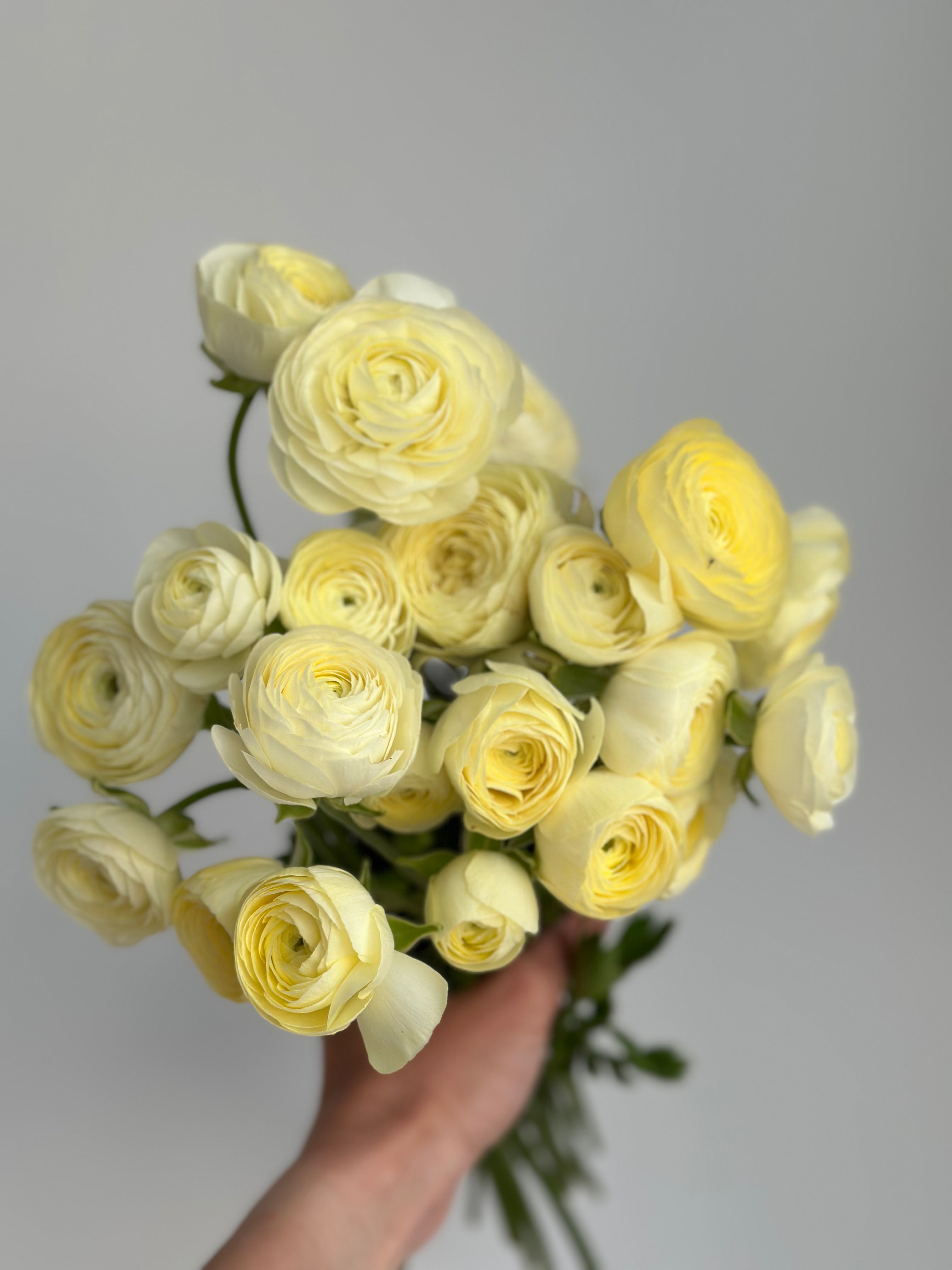 Ranunculus Crema