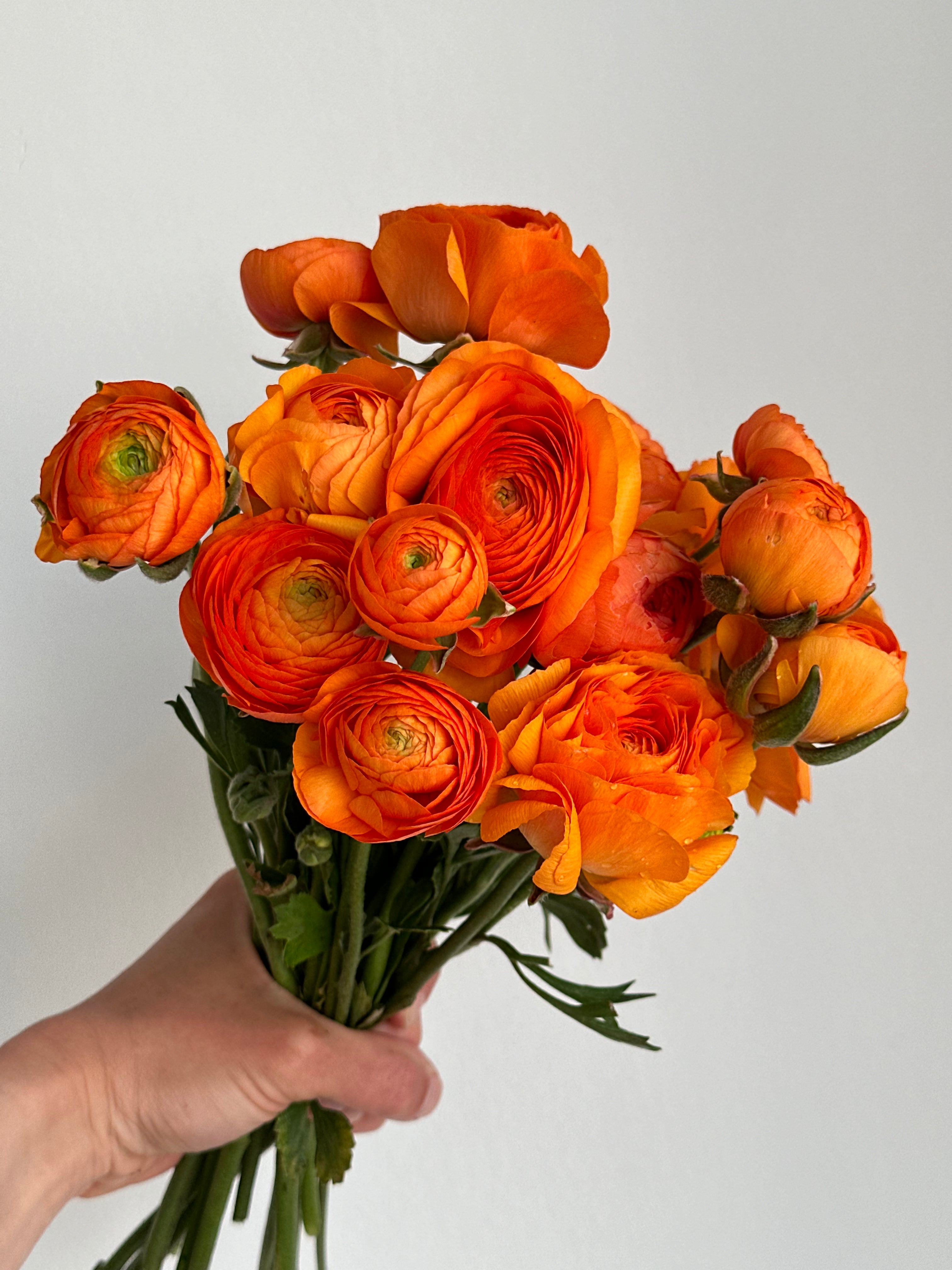 Ranunculus Clementine