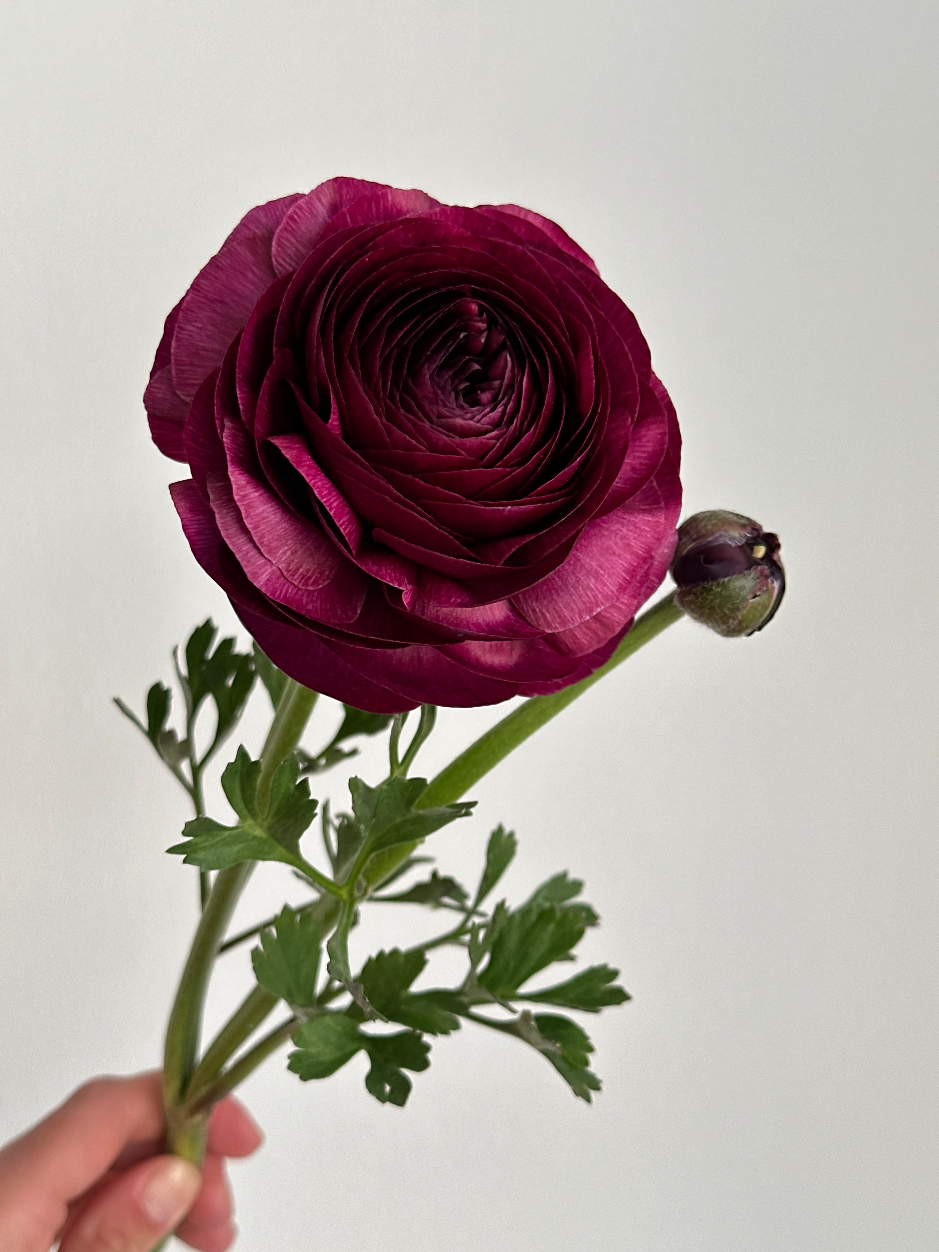 Ranunculus Viola