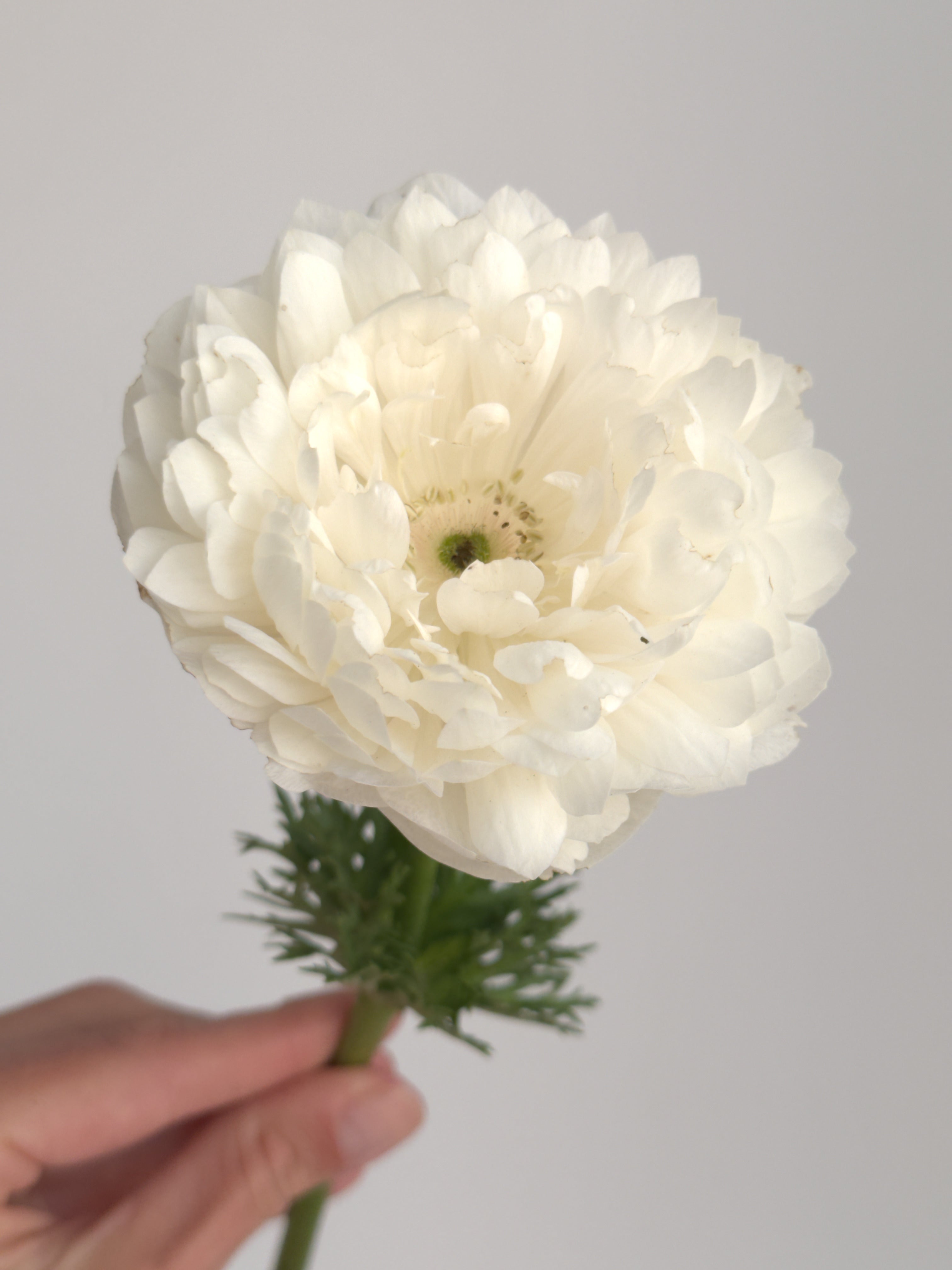 Anemone Levante Bianco