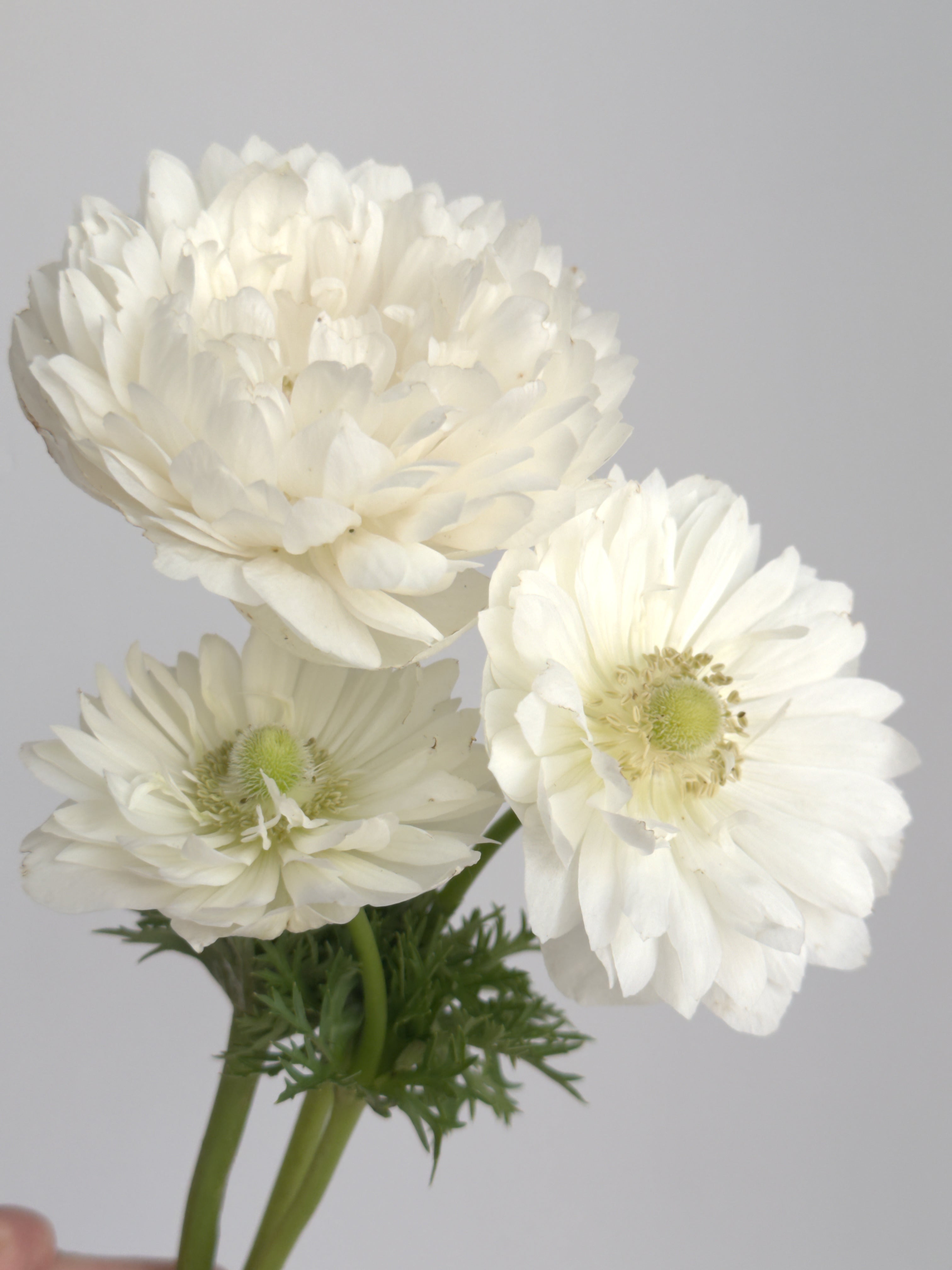 Anemone Levante Bianco