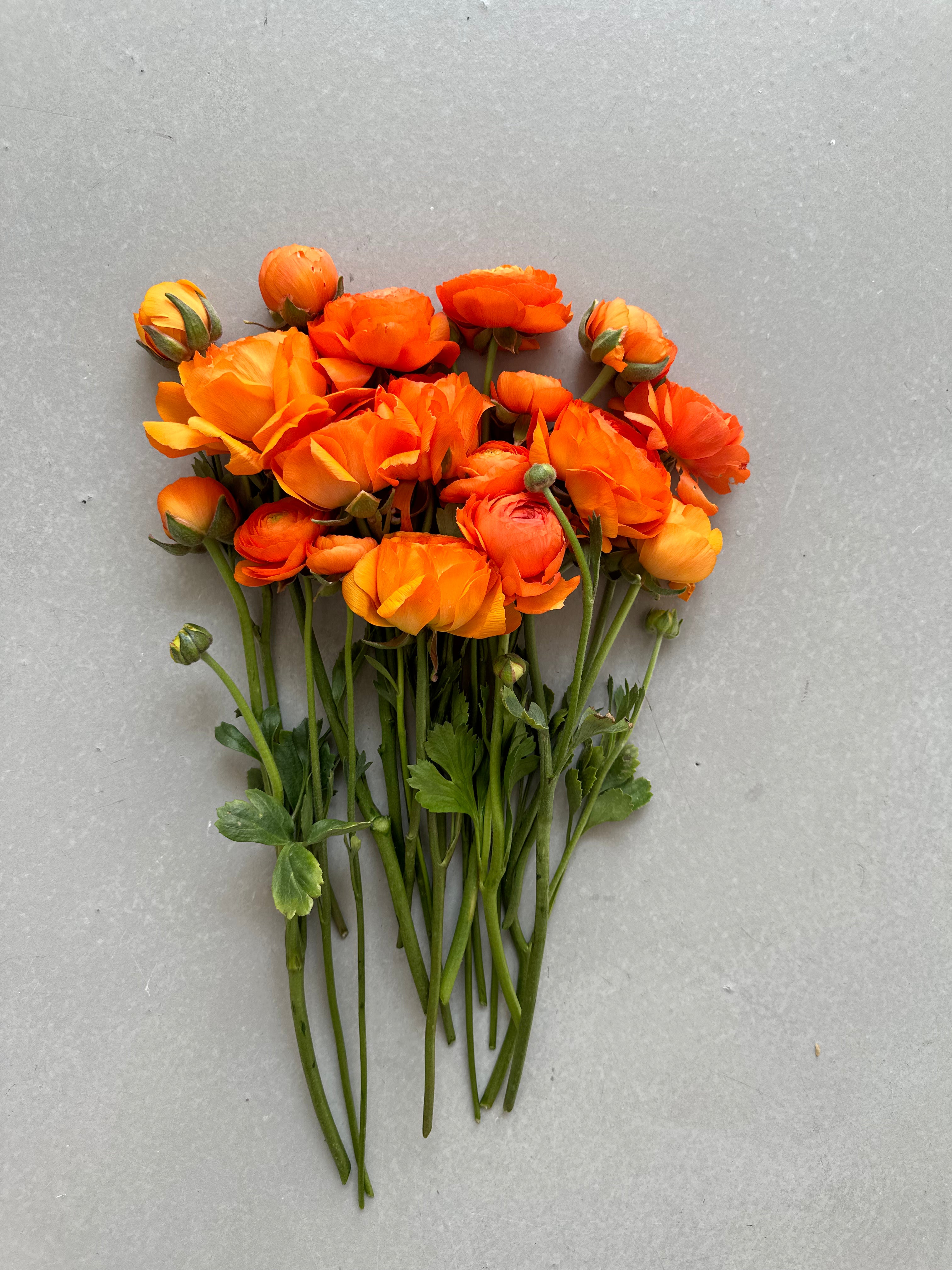 Ranunculus Clementine