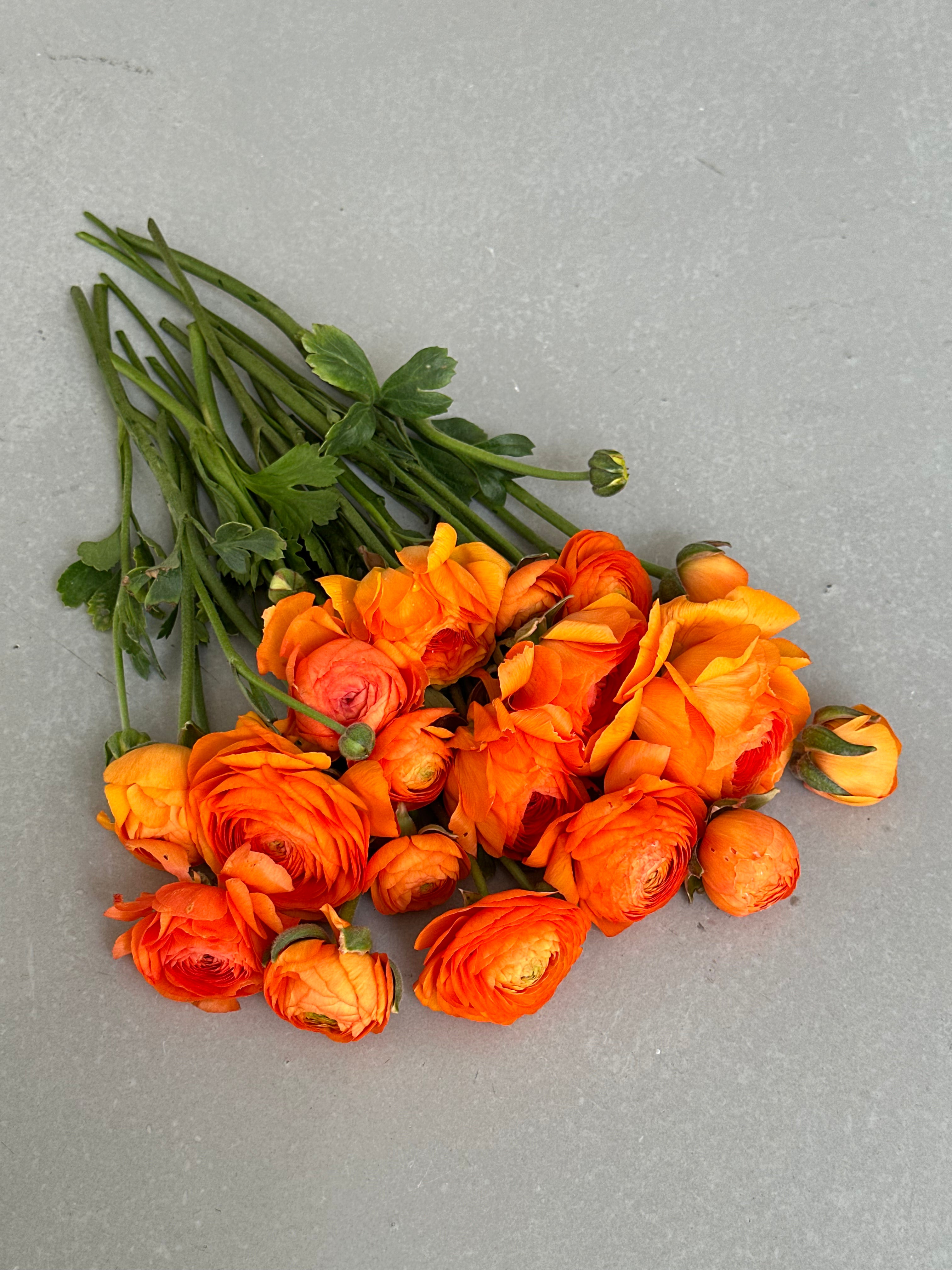 Ranunculus Clementine