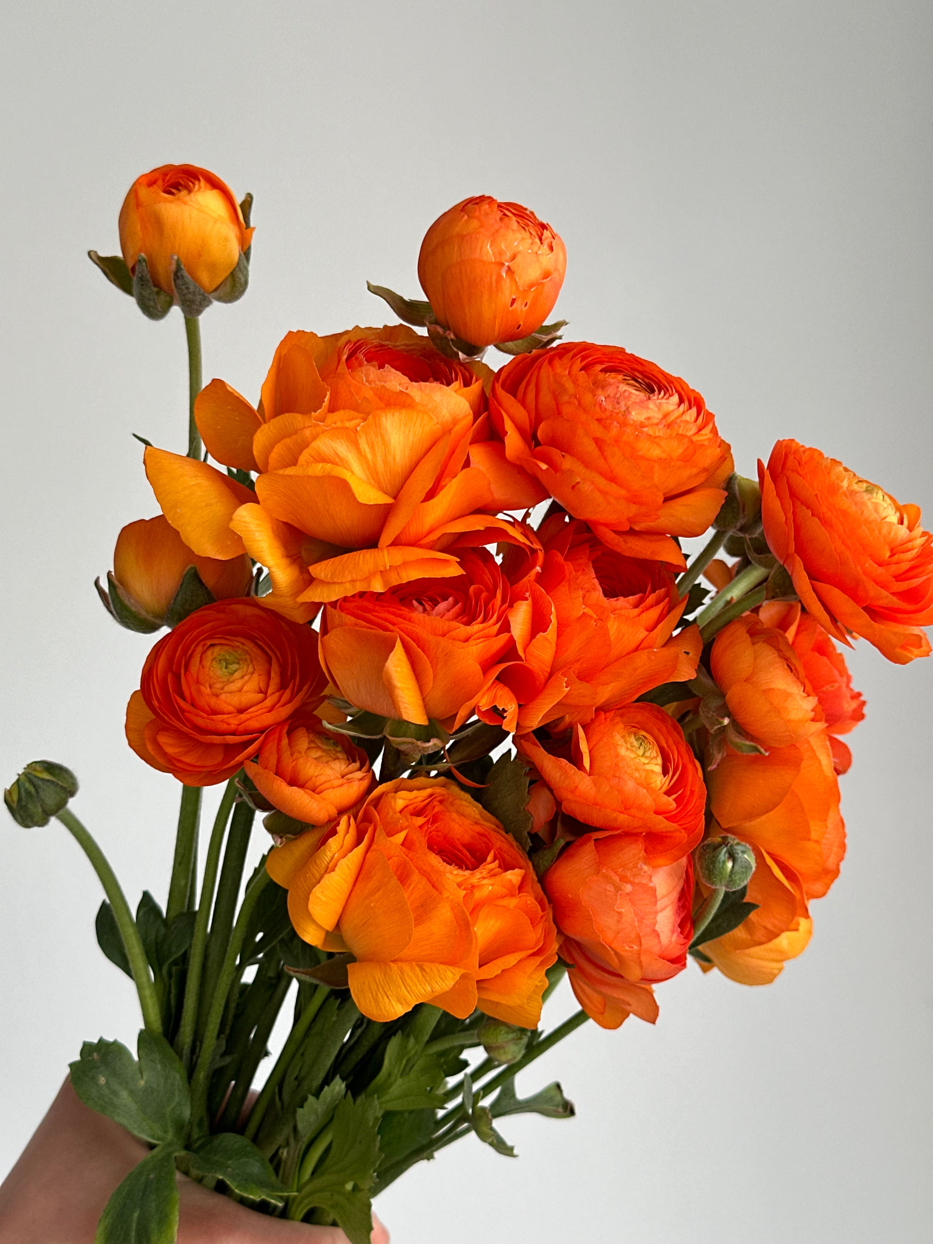 Ranunculus Clementine