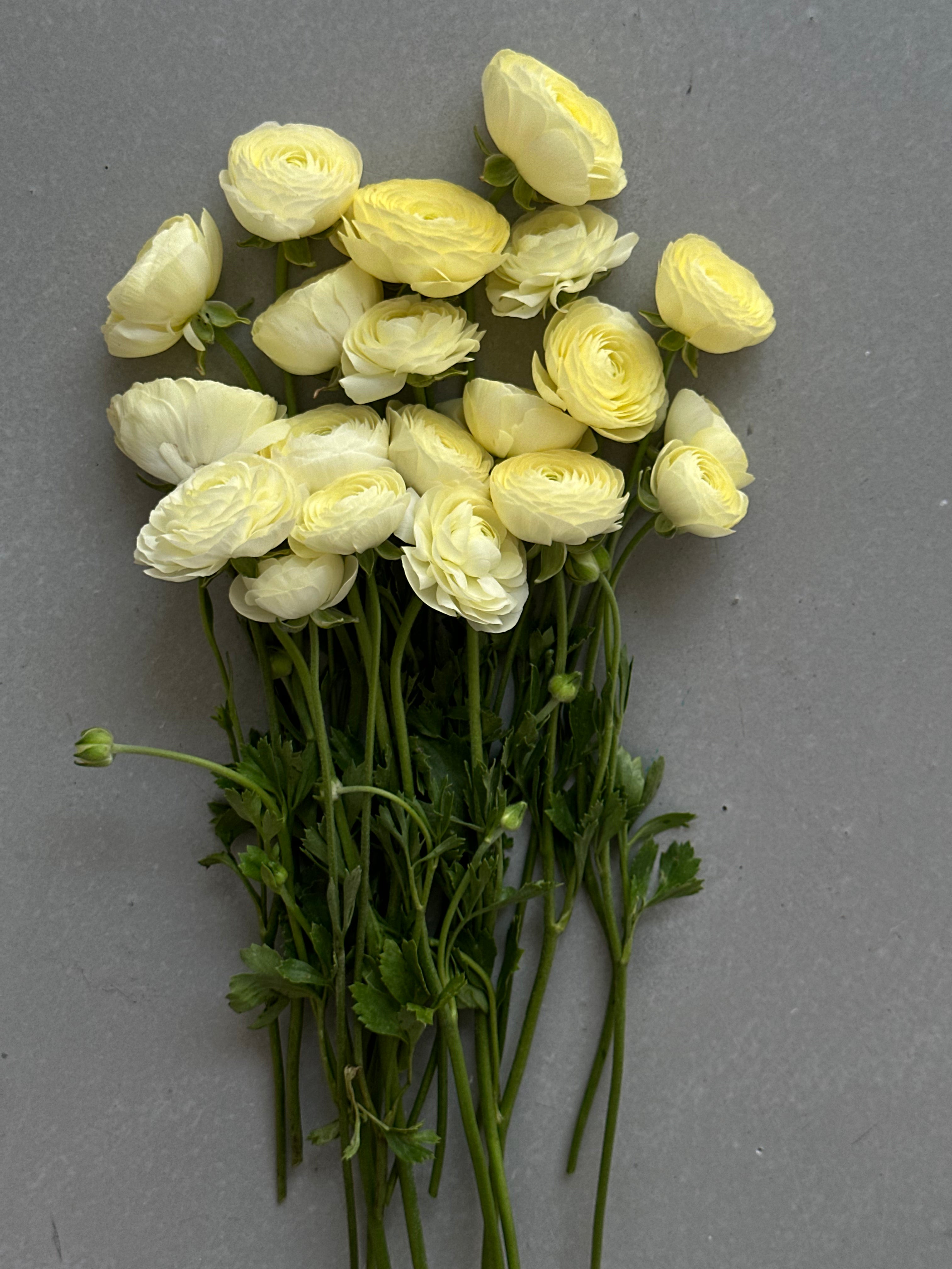 Ranunculus Crema
