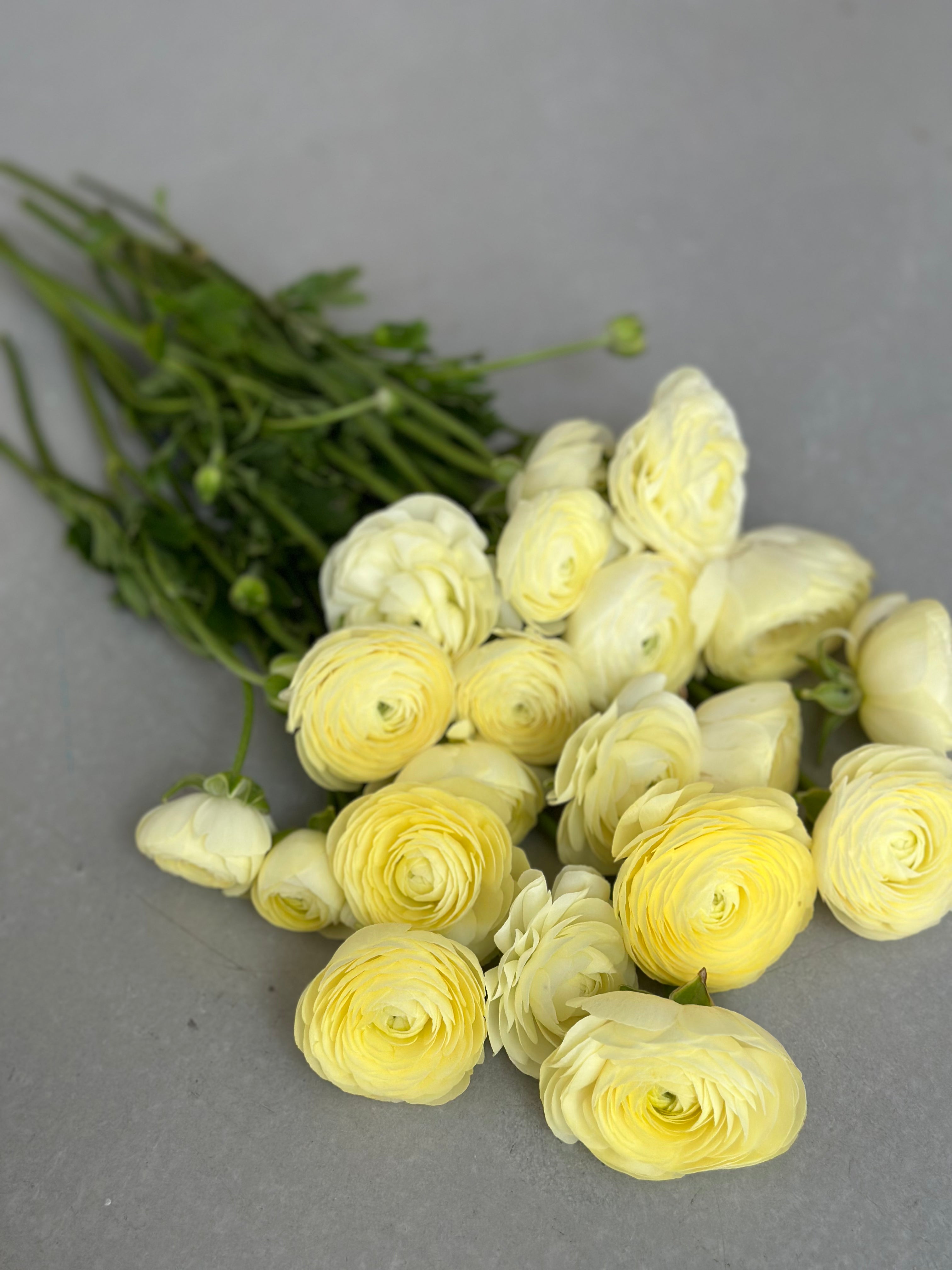 Ranunculus Crema