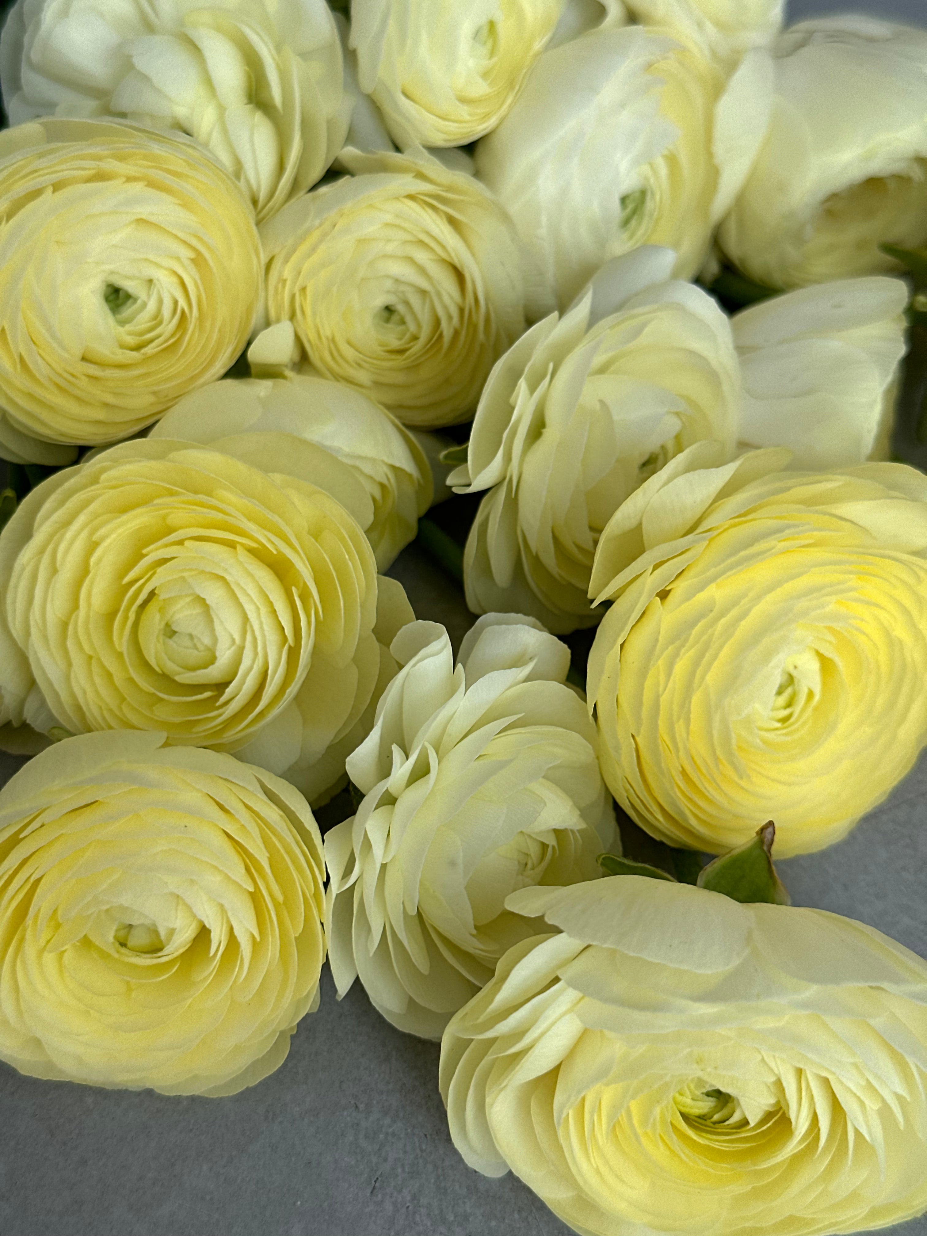Ranunculus Crema