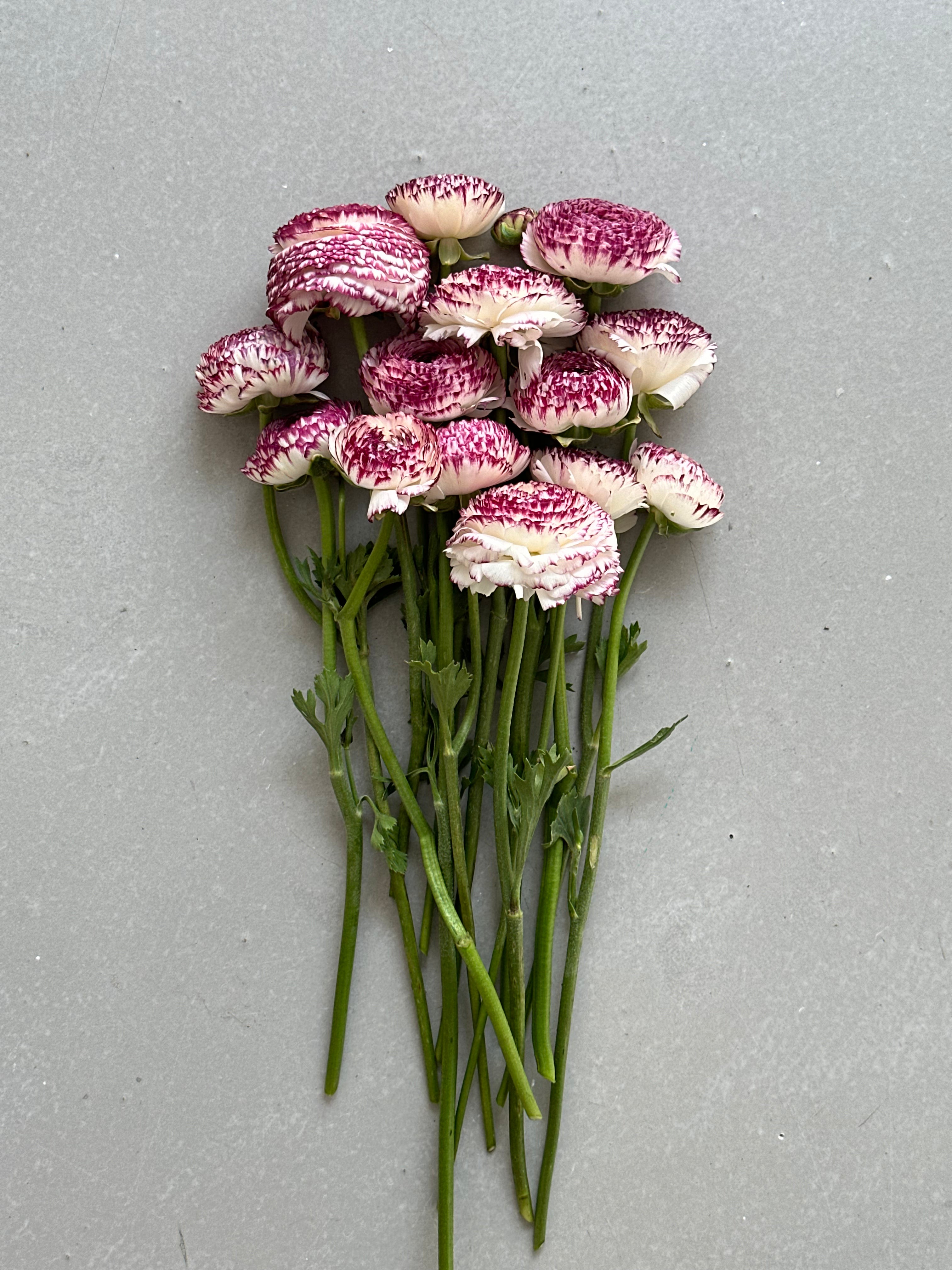 Ranunculus Bianco Striato
