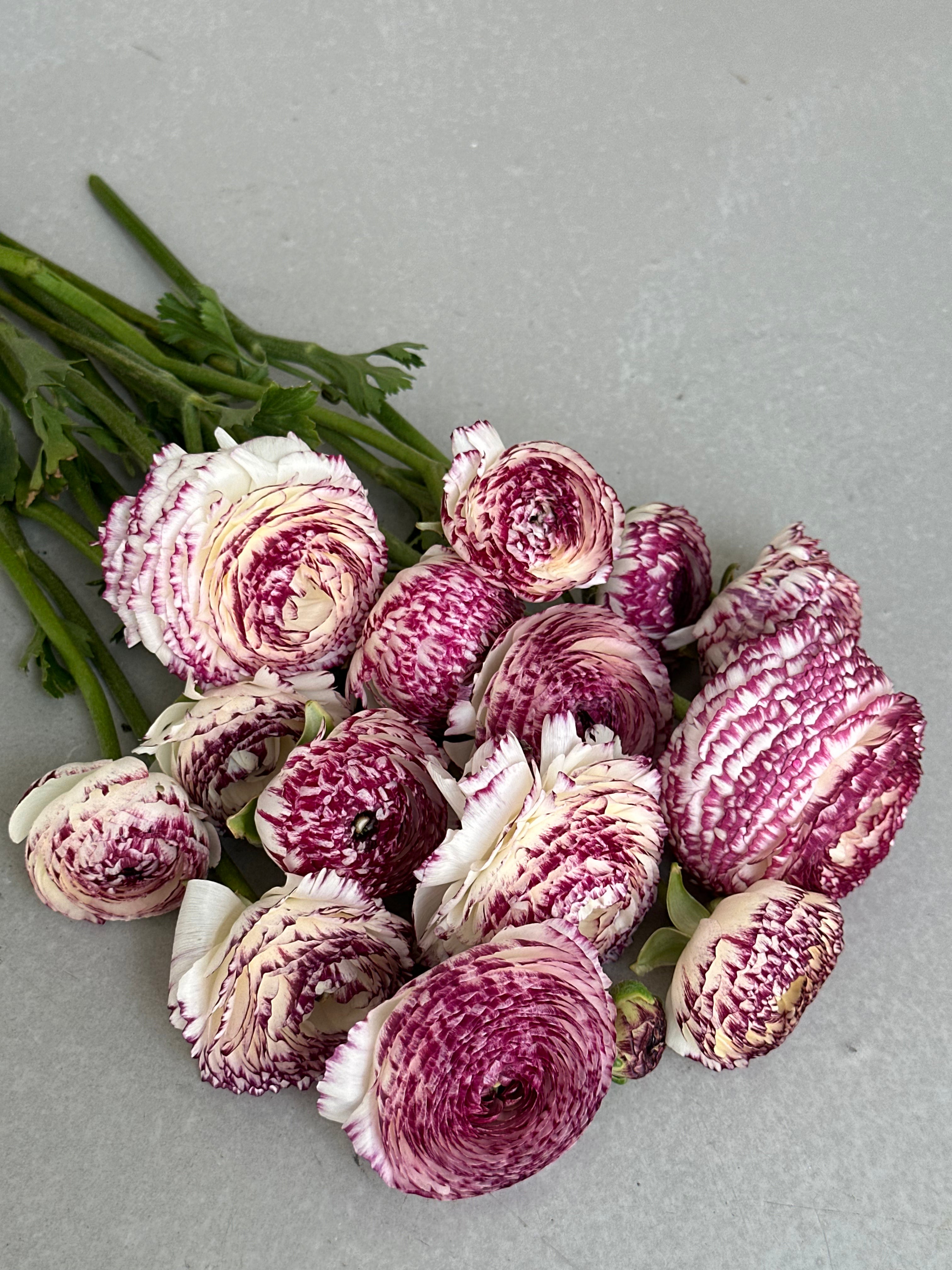 Ranunculus Bianco Striato