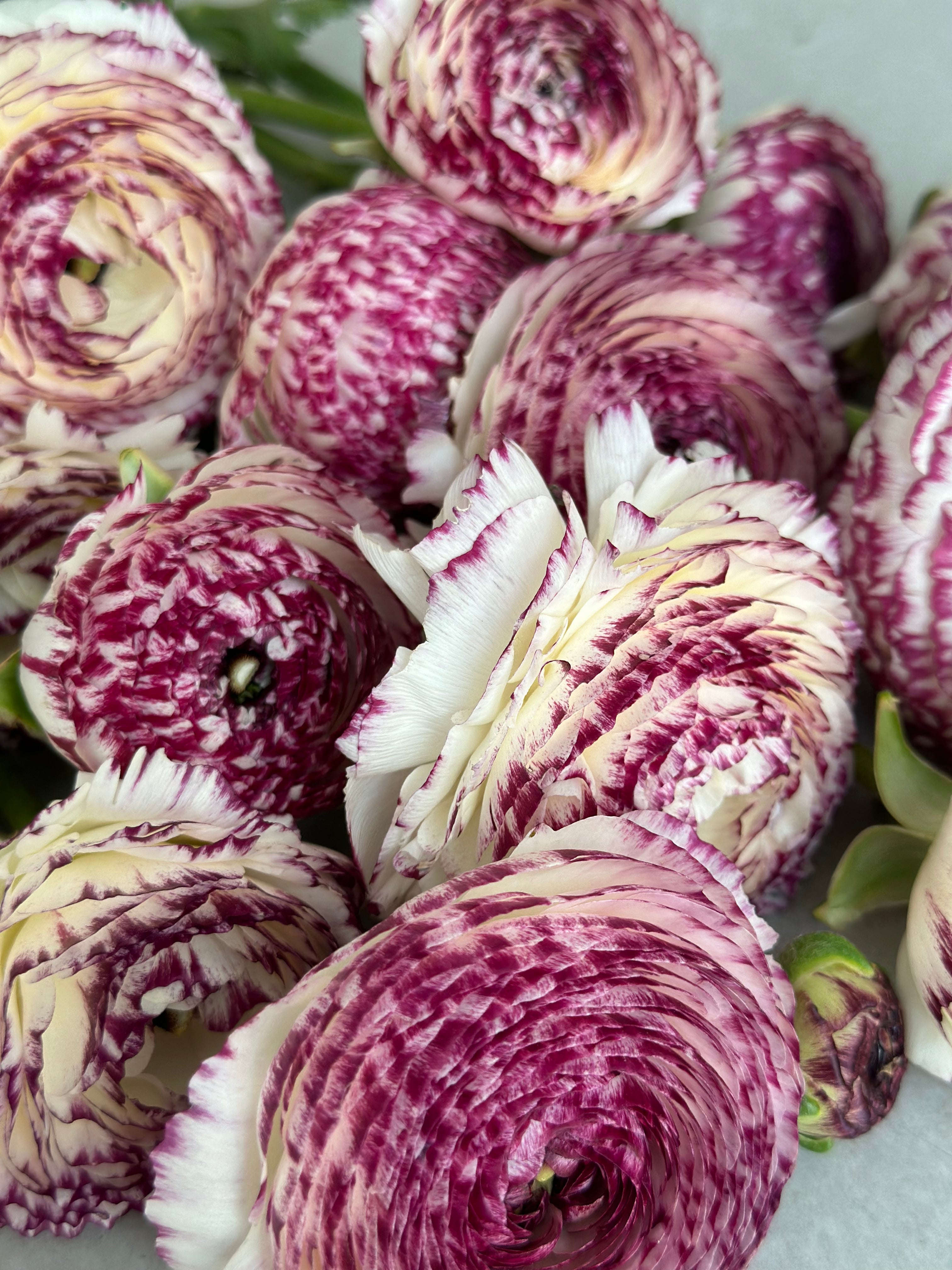 Ranunculus Bianco Striato