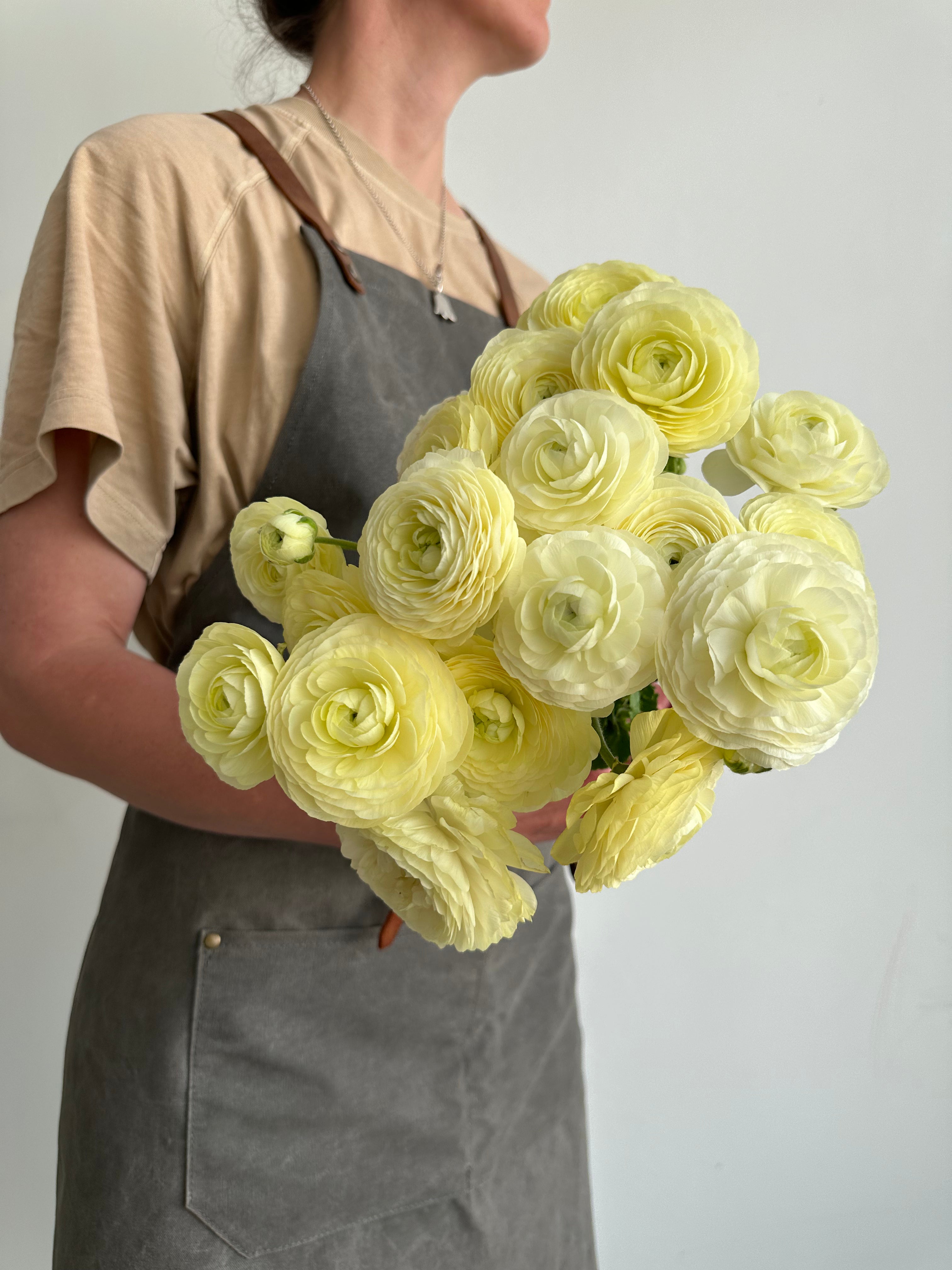 Ranunculus Crema