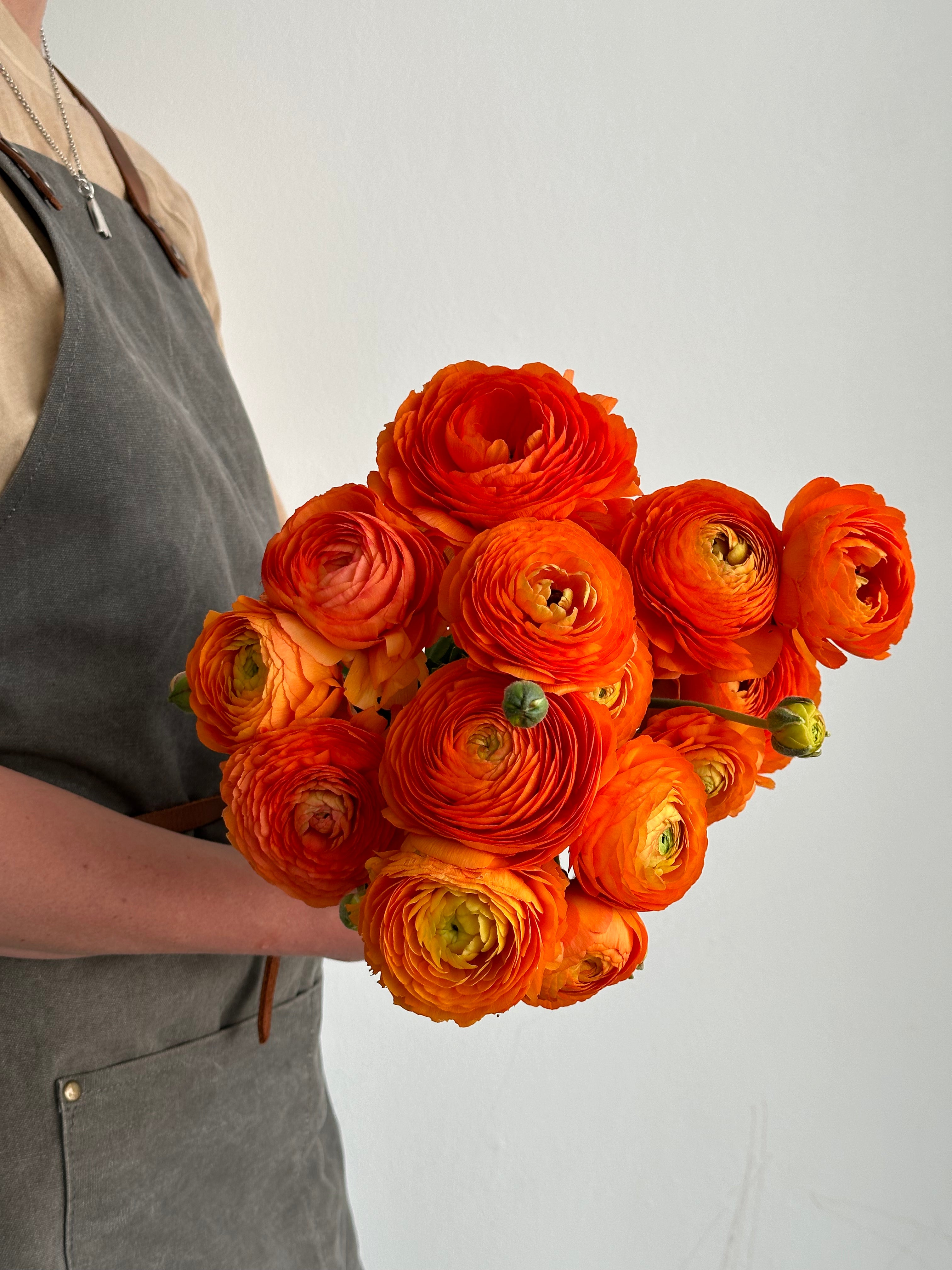 Ranunculus Clementine