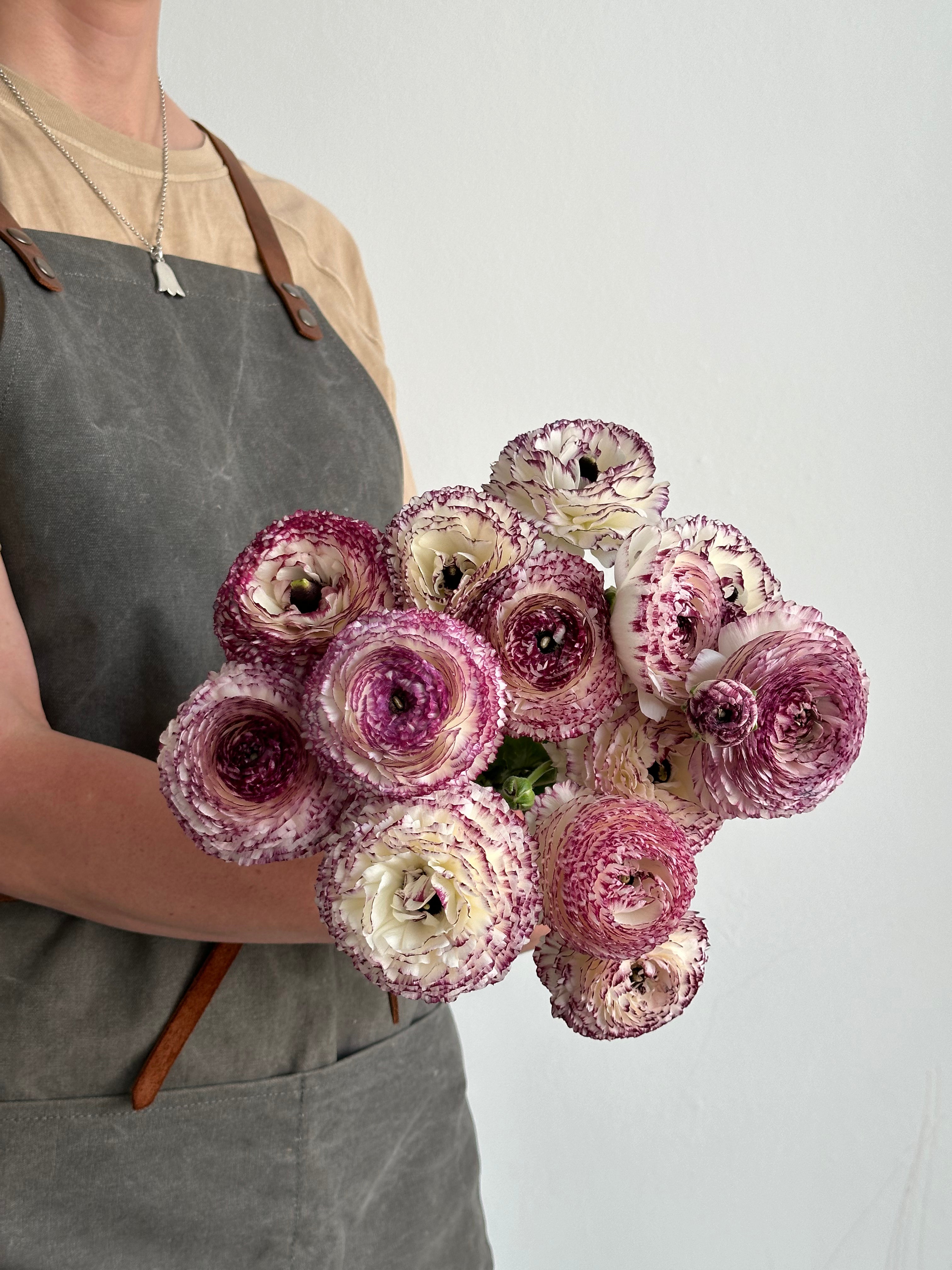 Ranunculus Bianco Striato