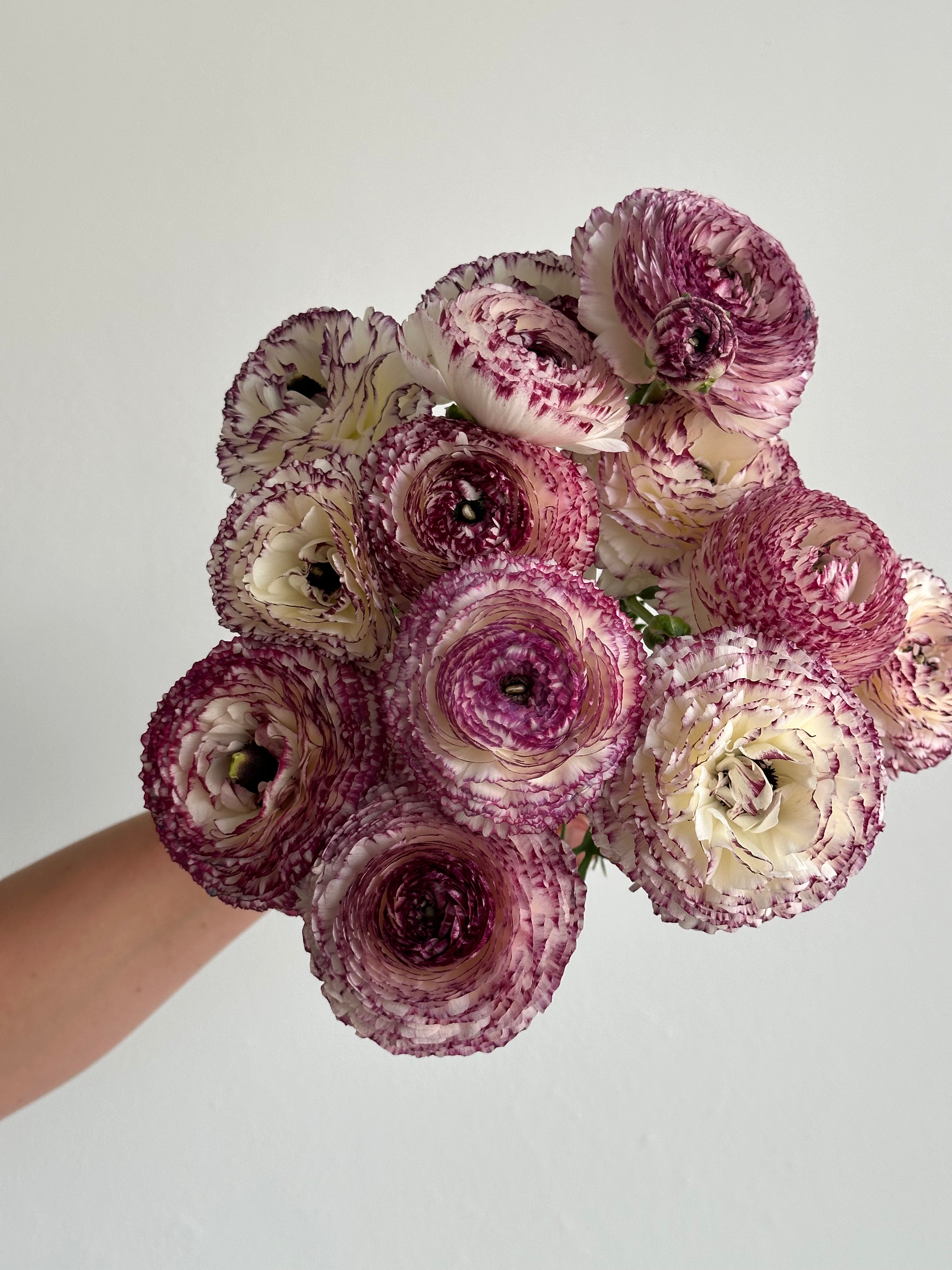 Ranunculus Bianco Striato