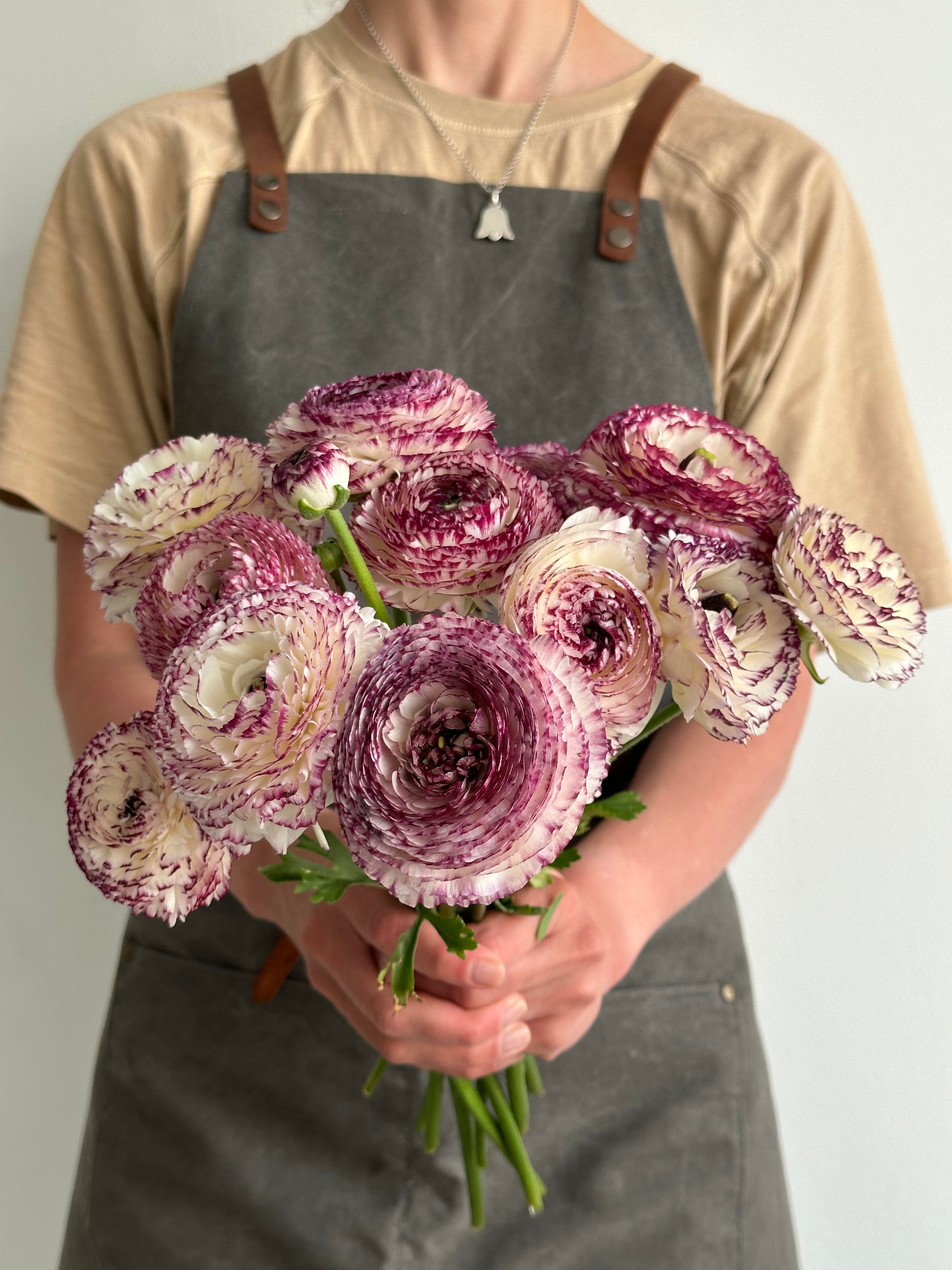 Ranunculus Bianco Striato