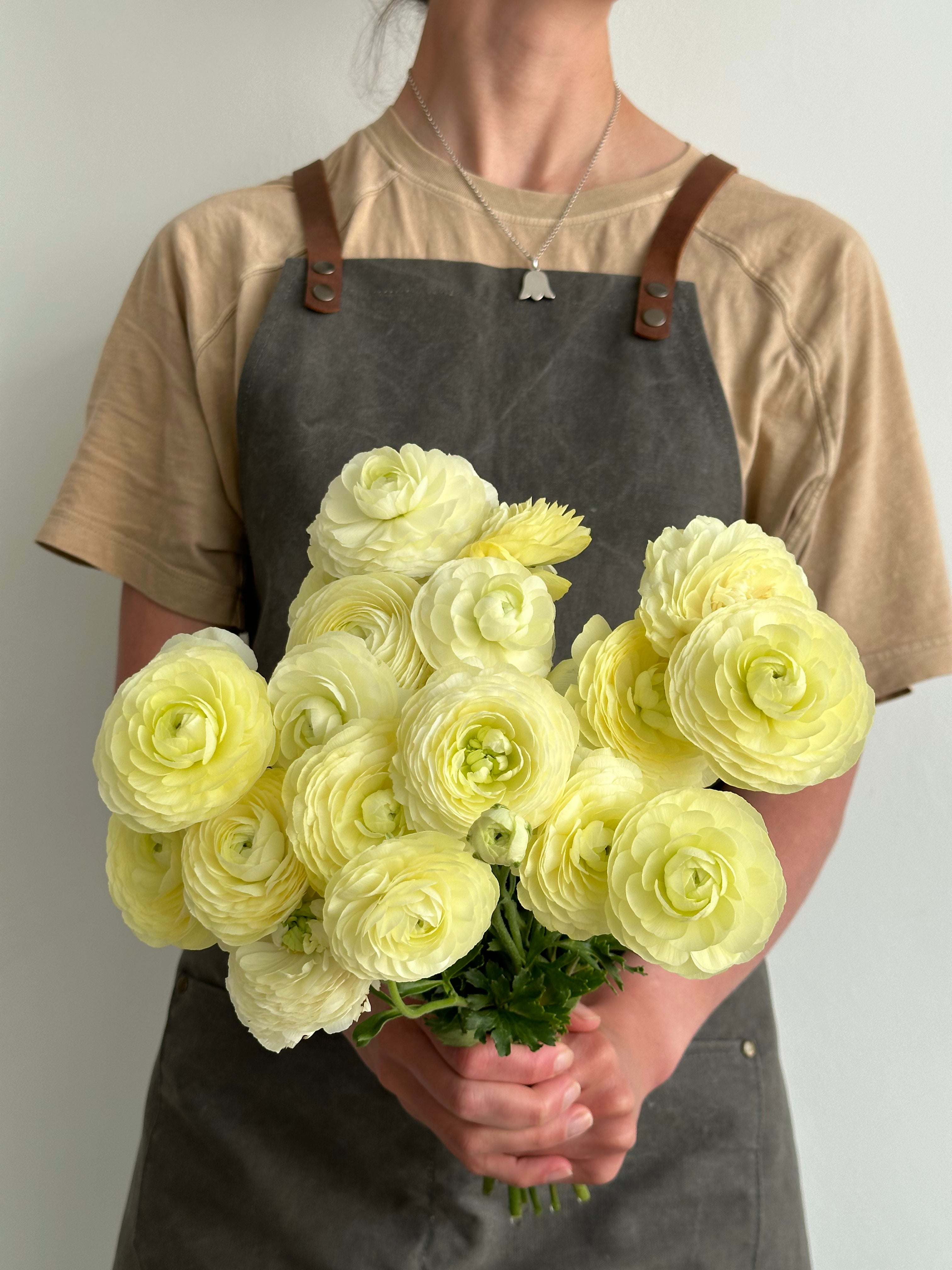 Ranunculus Crema