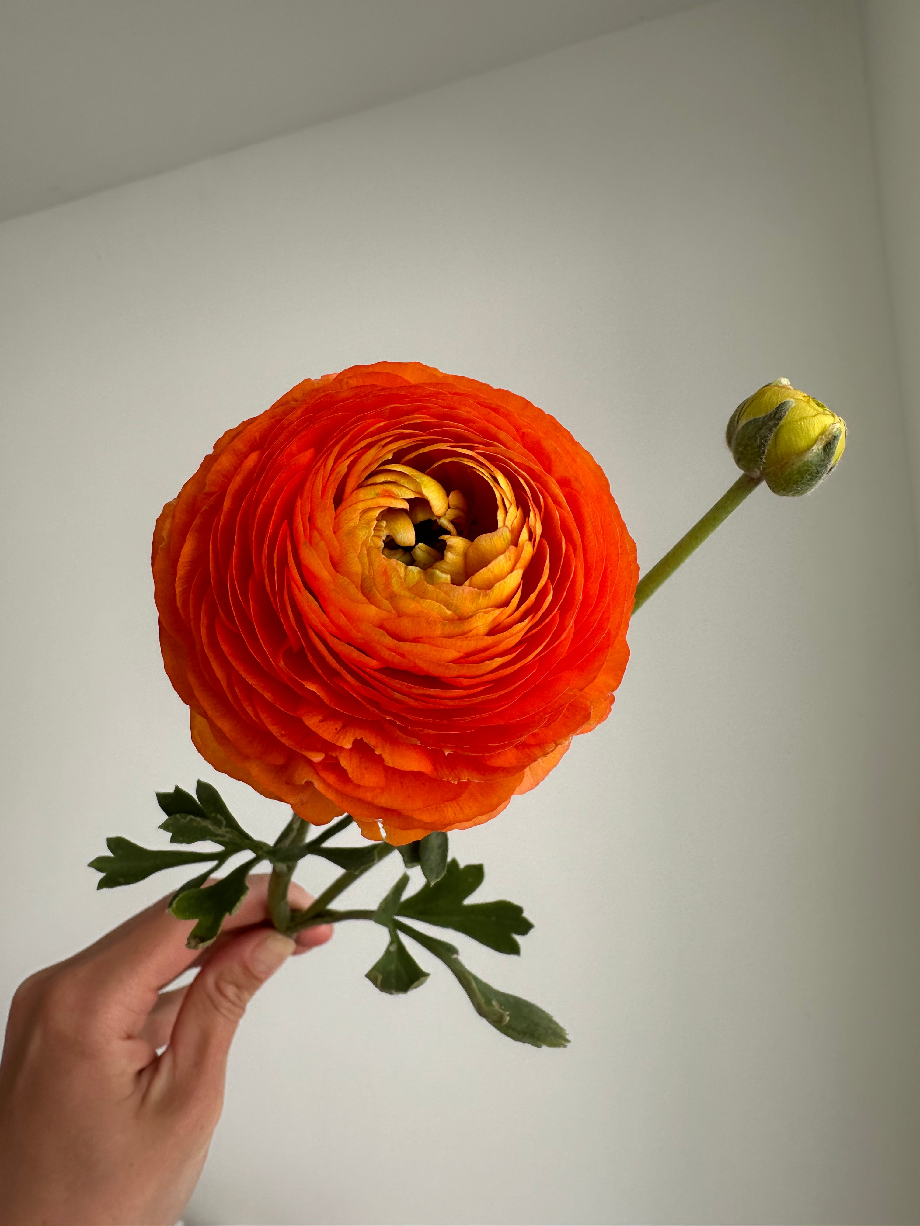 Ranunculus Clementine