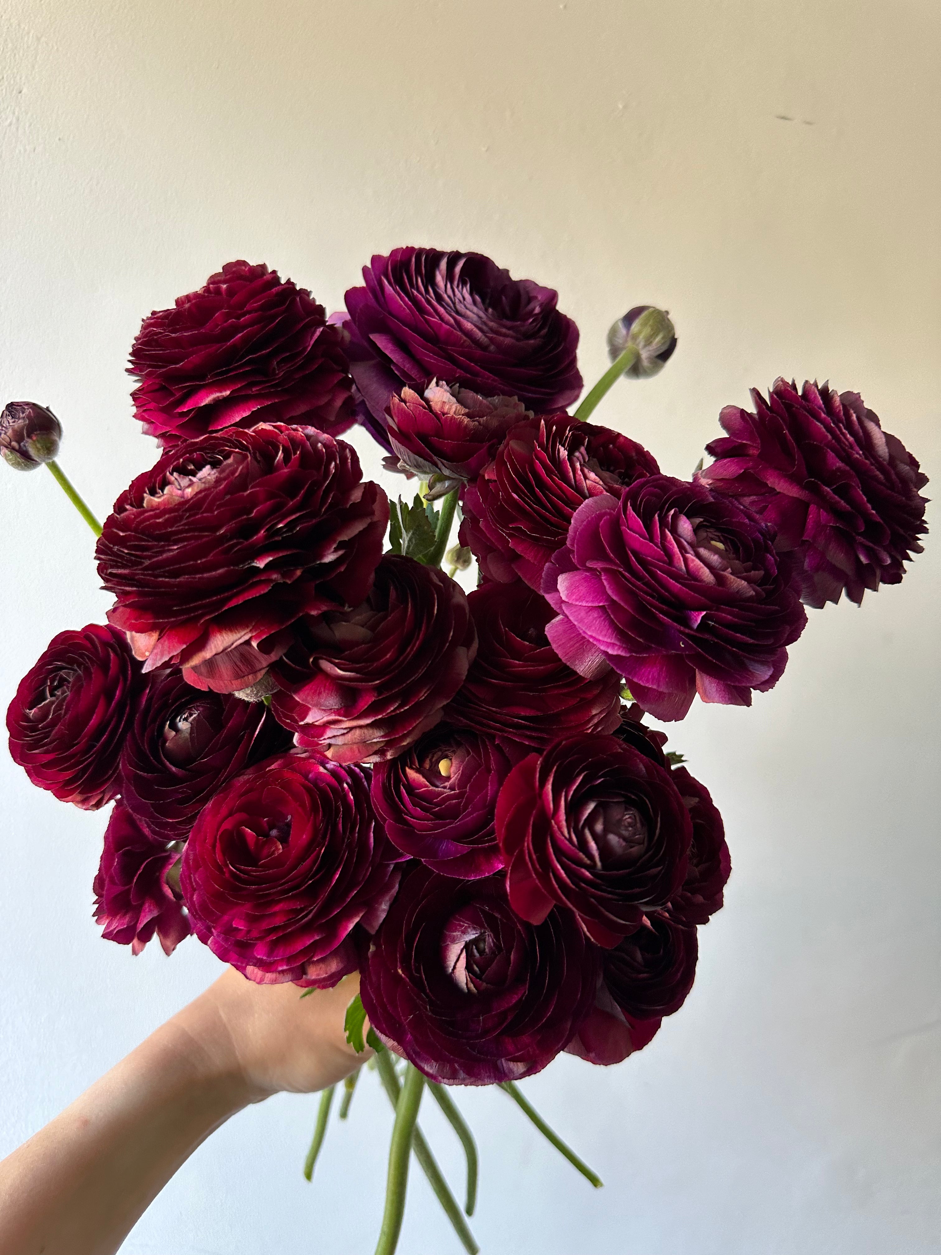 Ranunculus Viola