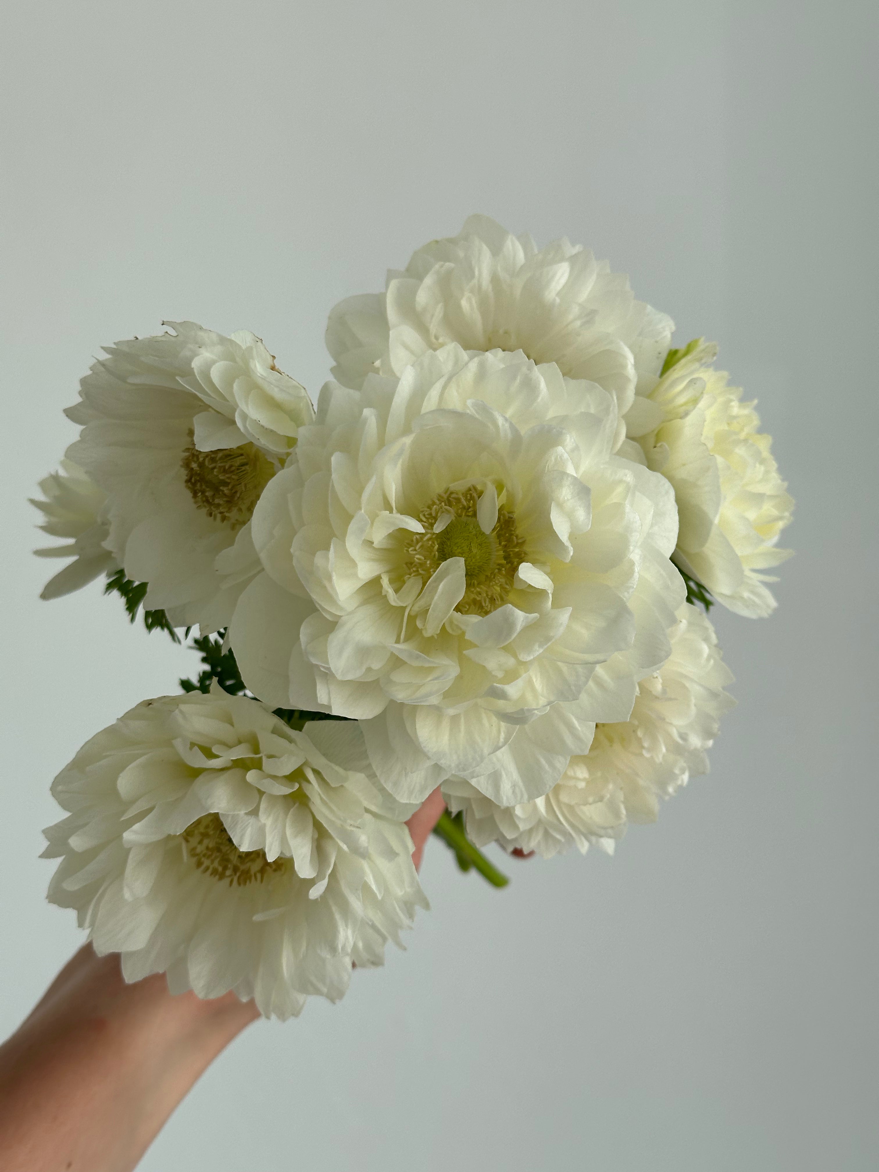 Anemone Levante Bianco